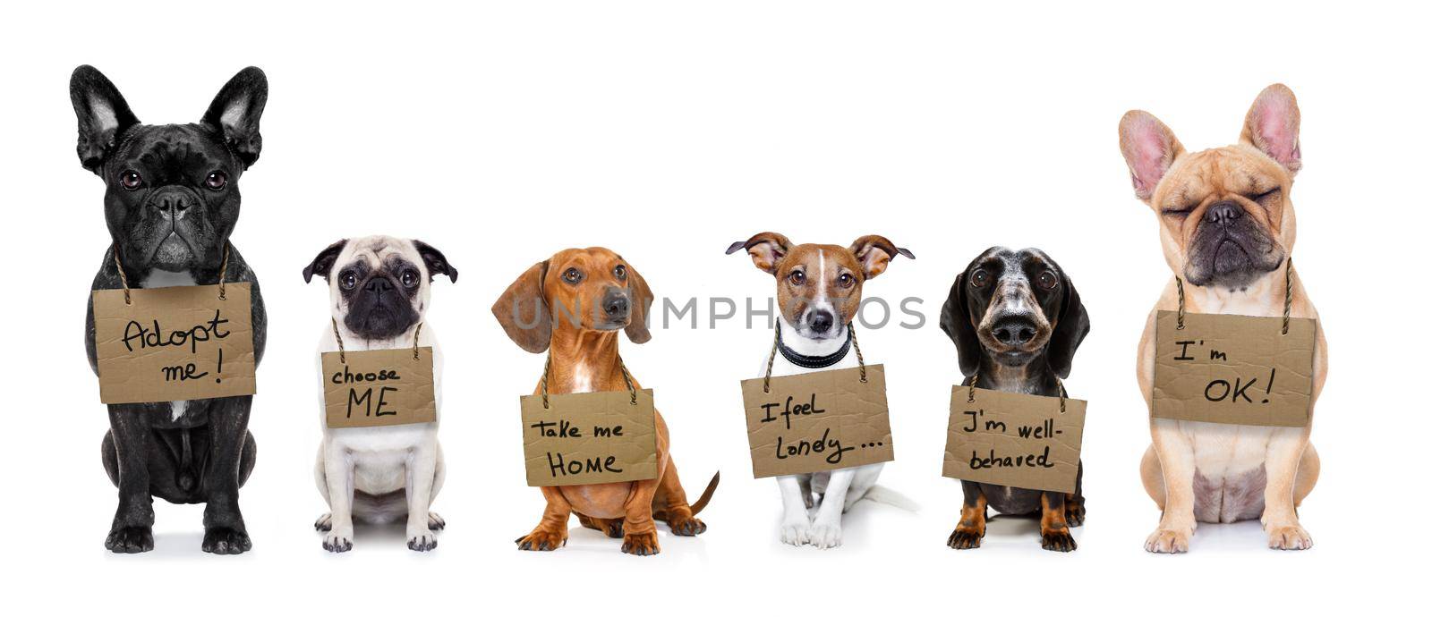 lost  and homeless  row of dogs  for adoption  with isolated on white background, don´t buy adopt