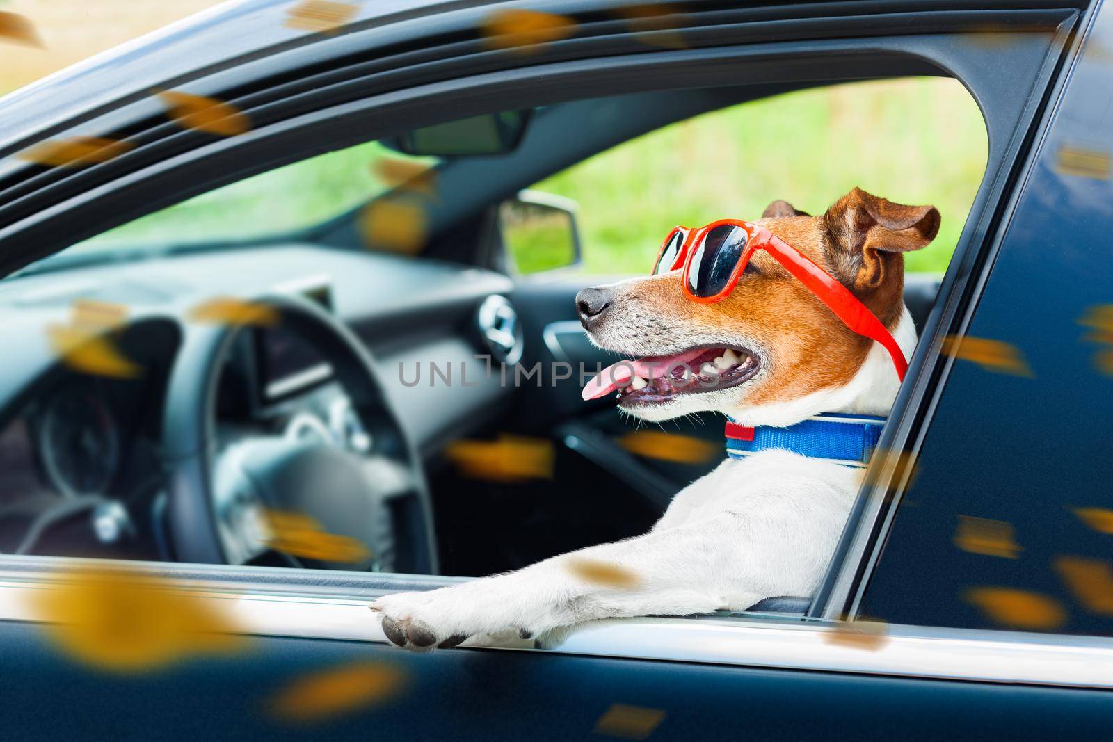 dog car  steering wheel by Brosch
