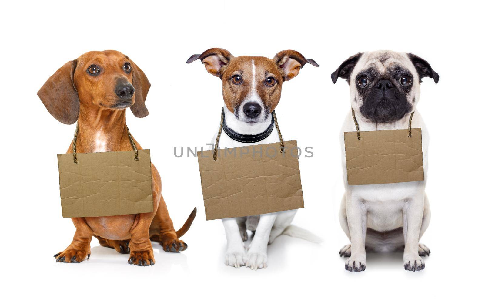 lost  and homeless  row of dogs  for adoption  with isolated on white background, don´t buy adopt