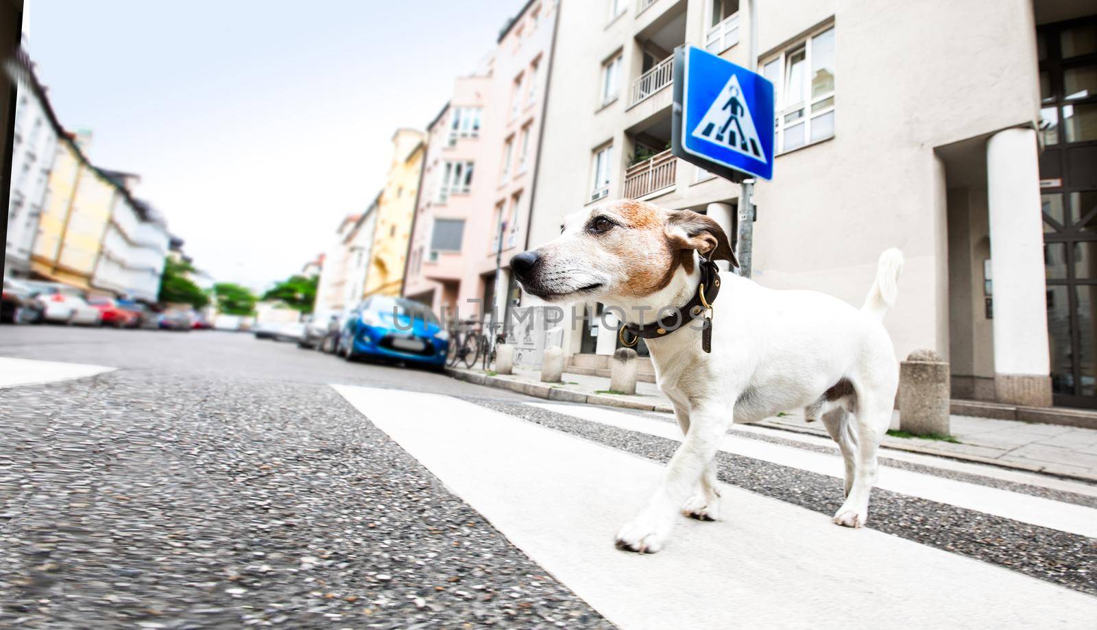 jack russell terreir dog waiting for owner to cross the street over crossing walk with leash,