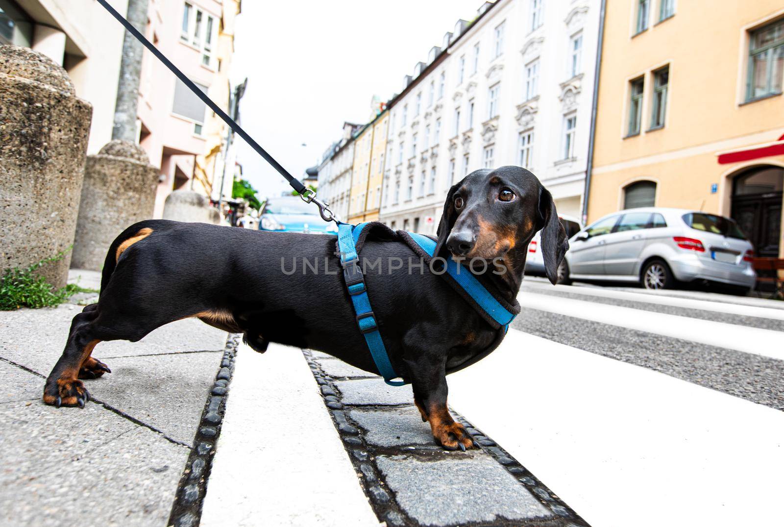 dachshund or sausage  dog waiting for owner to cross the street over crossing walk with leash,