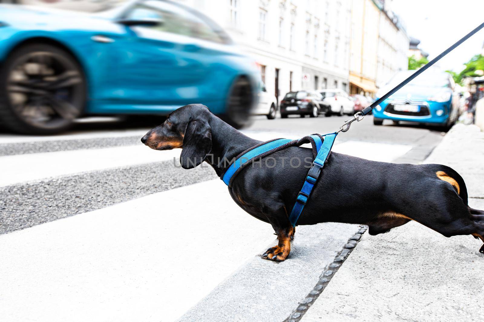 dachshund or sausage  dog waiting for owner to cross the street over crossing walk with leash,