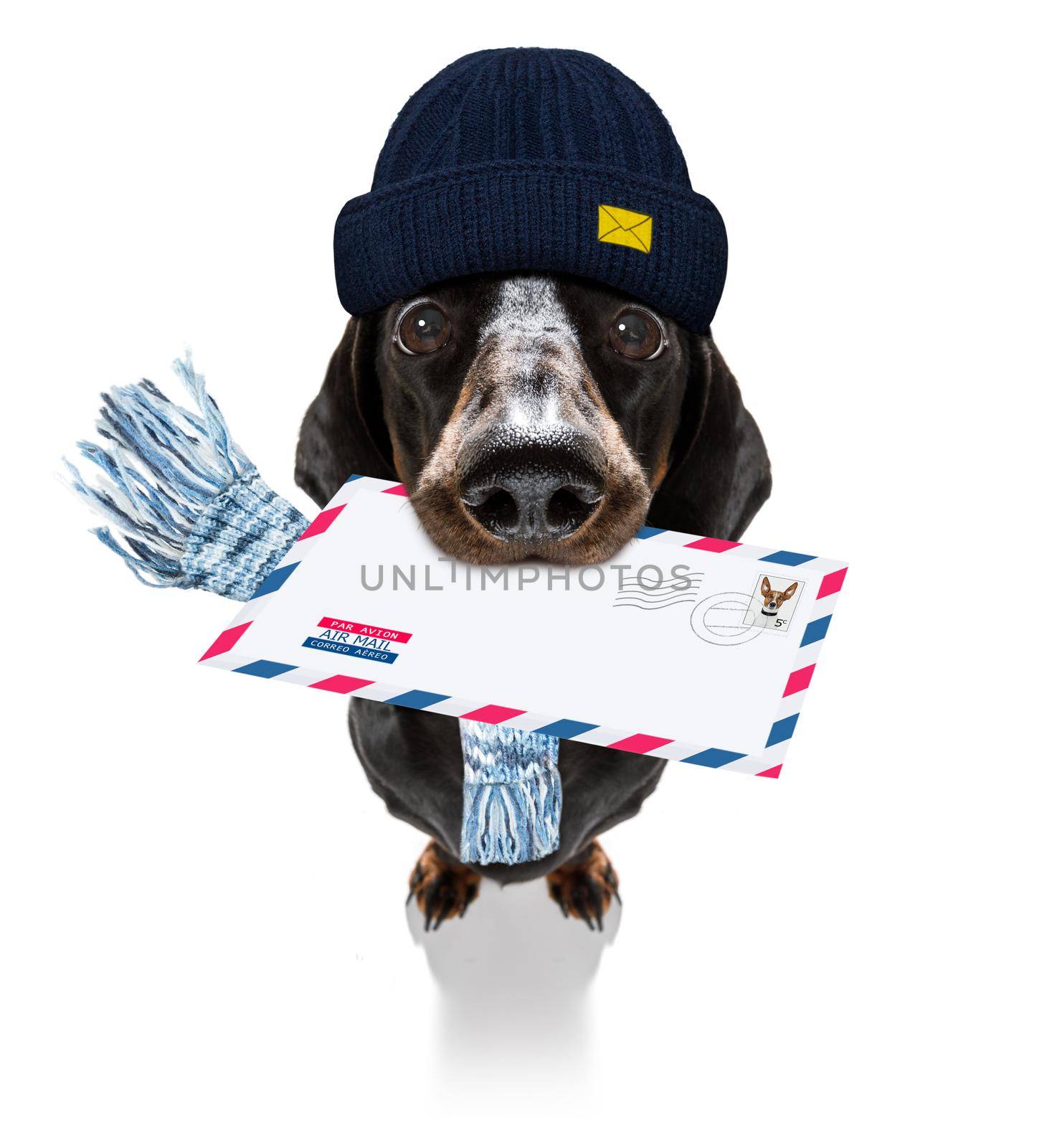 postman  dachshund sausage dog delivering a big white blank empty envelope, with boxes and packages