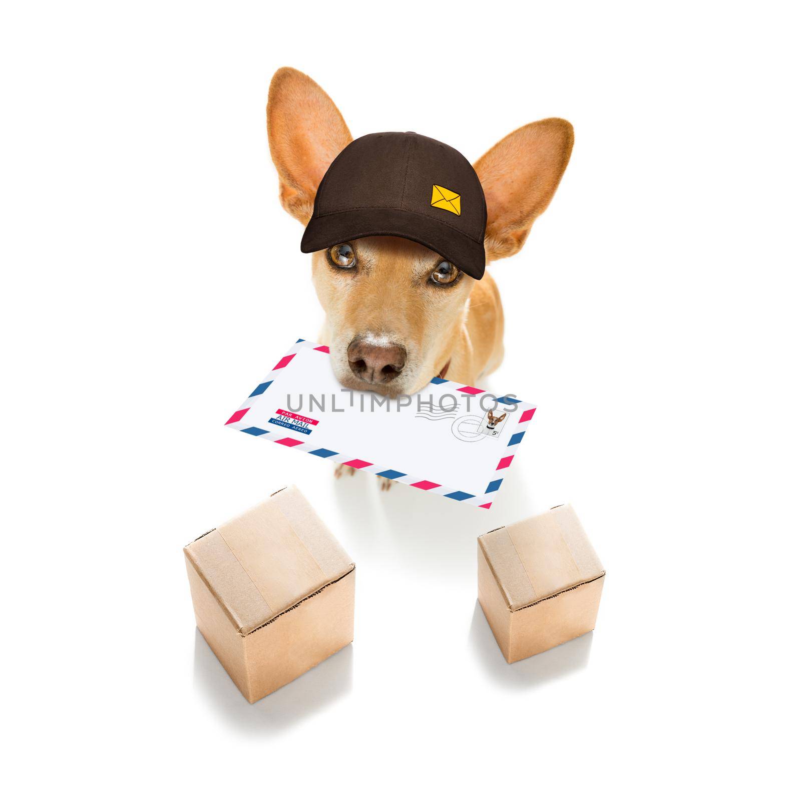 postman chihuahua dog delivering a big white blank empty envelope, with boxes and packages