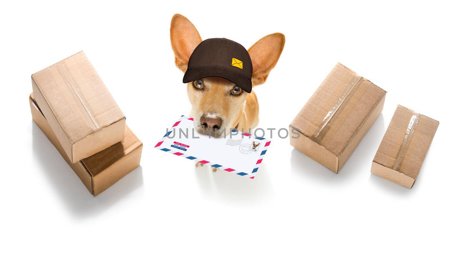 postman chihuahua dog delivering a big white blank empty envelope, with boxes and packages