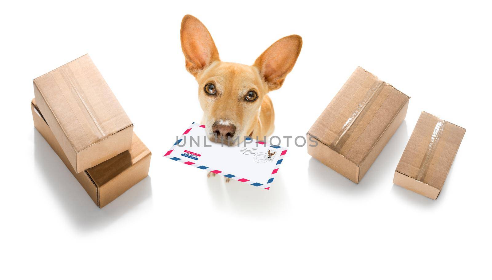 postman chihuahua dog delivering a big white blank empty envelope, with boxes and packages