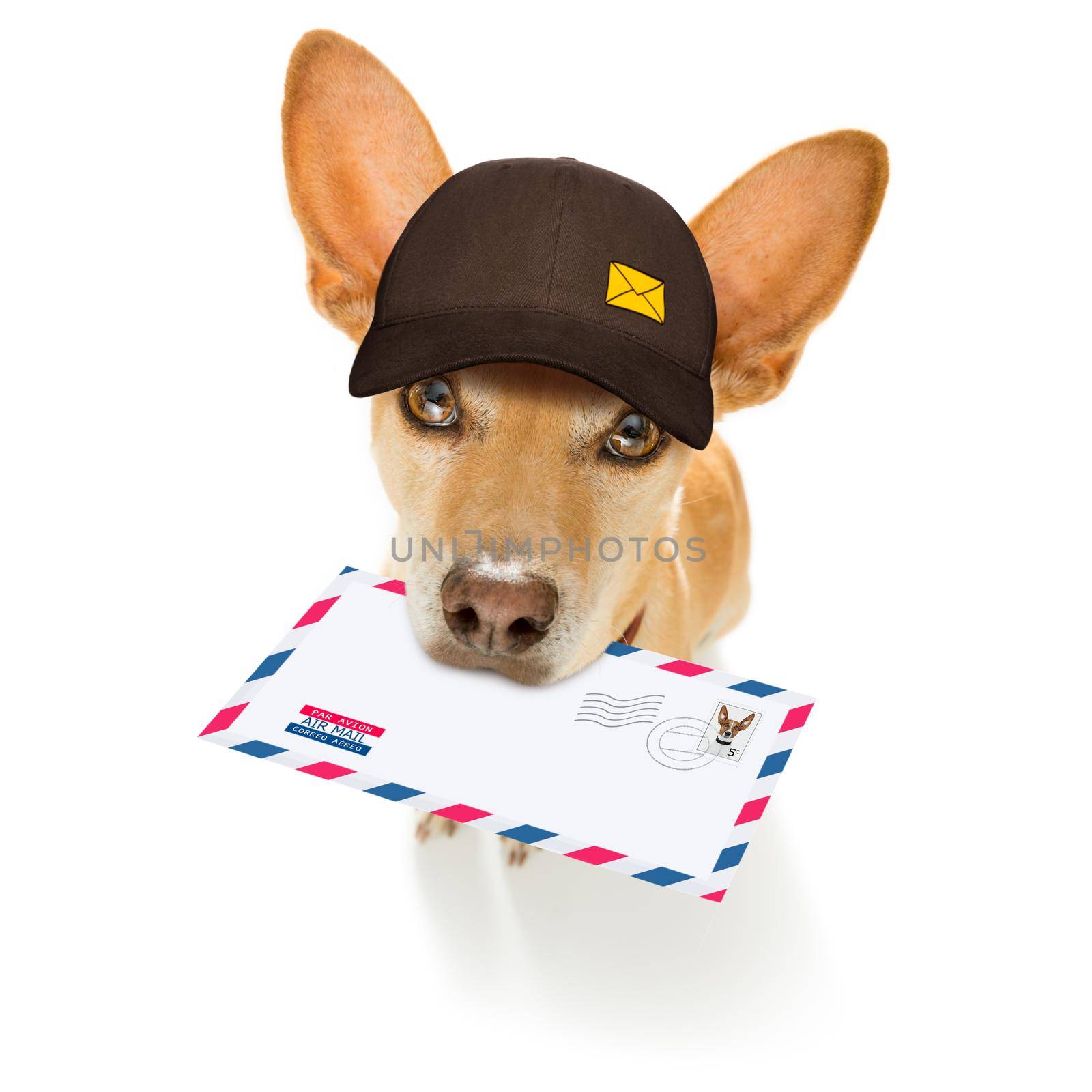 postman chihuahua dog delivering a big white blank empty envelope, with boxes and packages