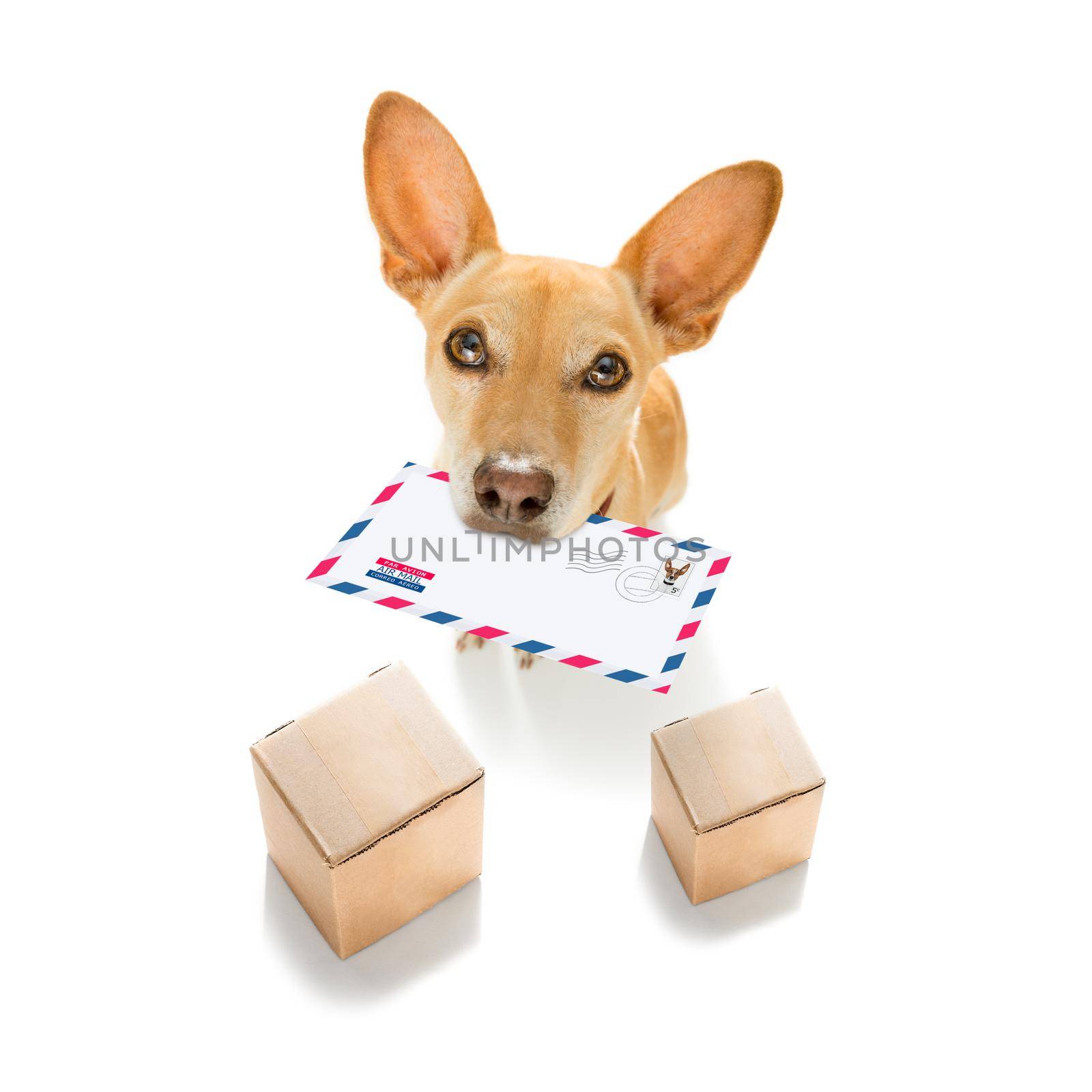 postman chihuahua dog delivering a big white blank empty envelope, with boxes and packages