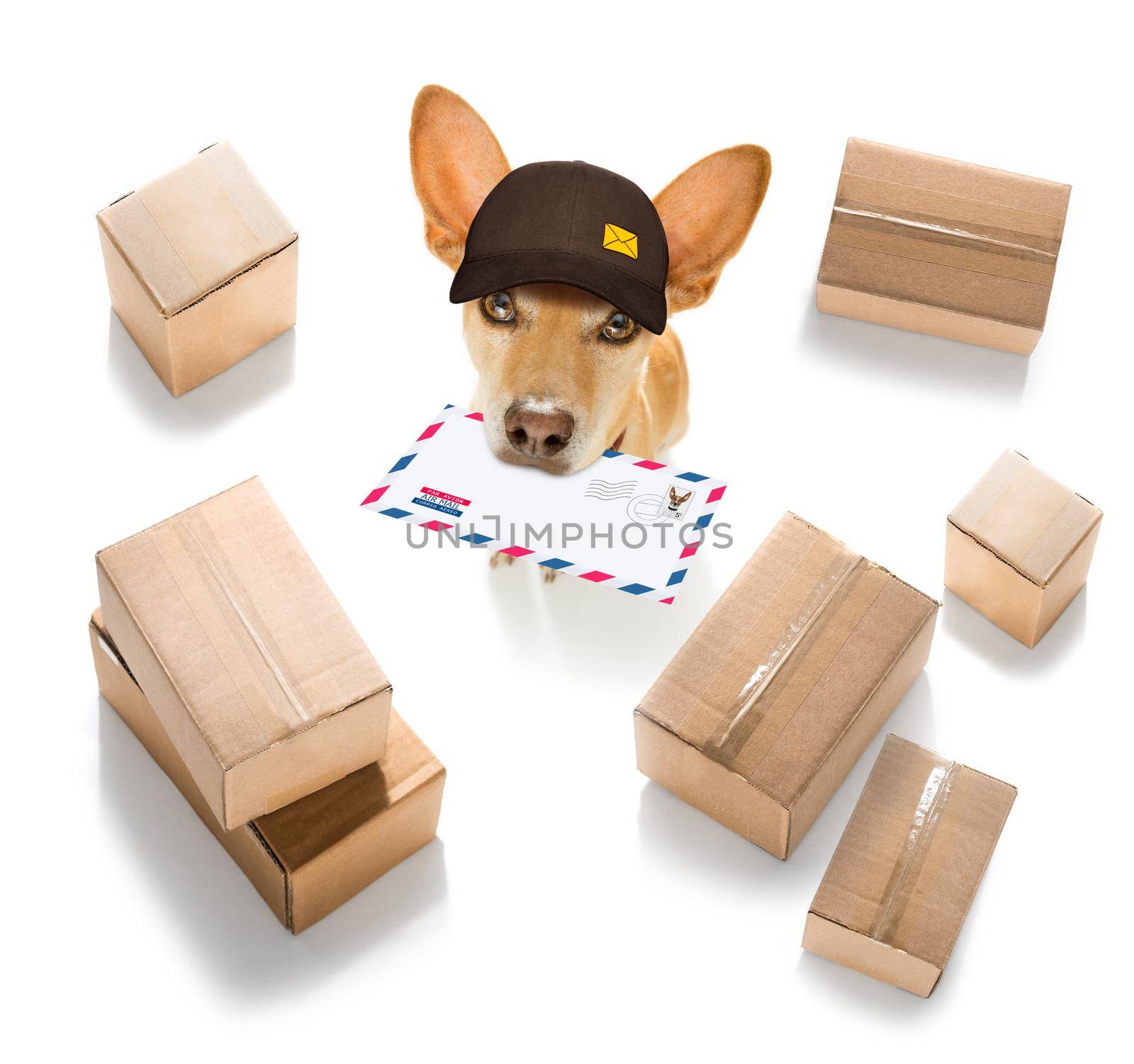 postman chihuahua dog delivering a big white blank empty envelope, with boxes and packages