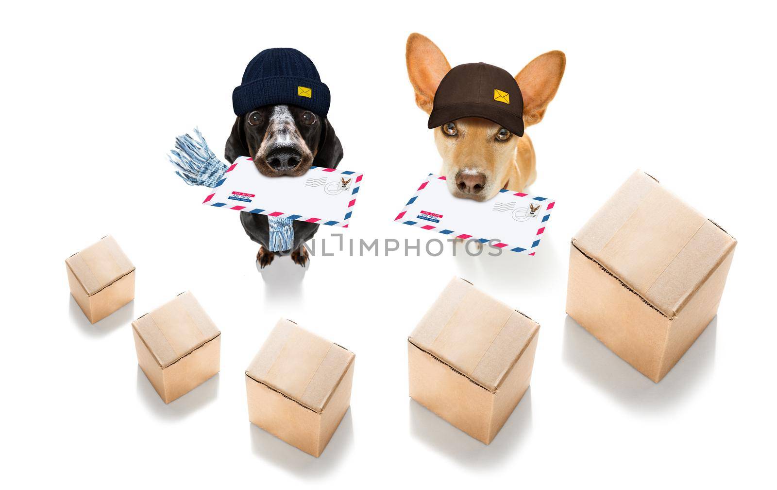 postman  dachshund sausage dog delivering a big white blank empty envelope, with boxes and packages