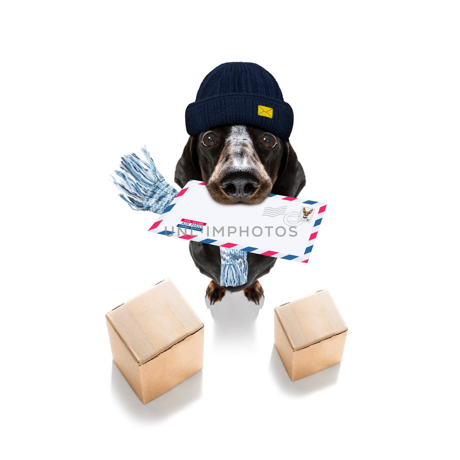 postman  dachshund sausage dog delivering a big white blank empty envelope, with boxes and packages