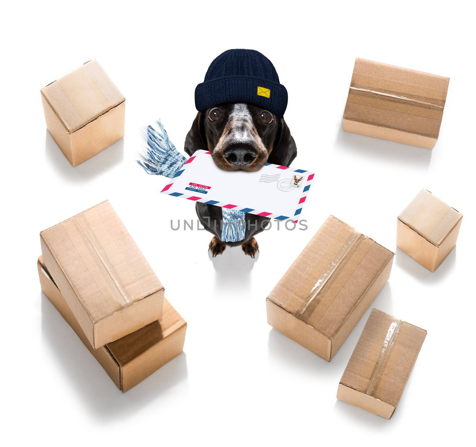 postman  dachshund sausage dog delivering a big white blank empty envelope, with boxes and packages