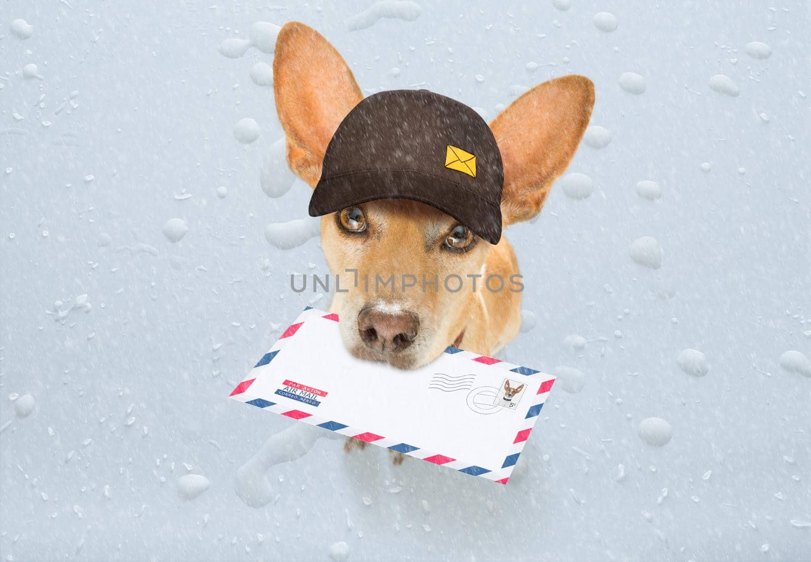 postman chihuahua dog delivering a big white blank empty envelope, with boxes and packages, rain and  snow winter