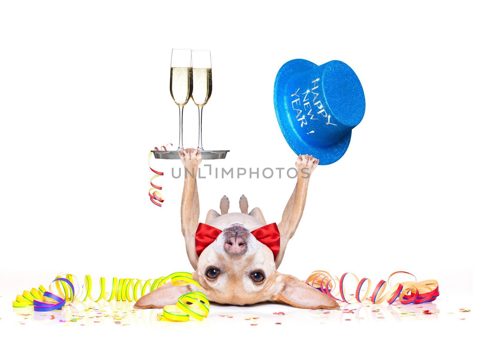 chihuahua dog celebrating with champagne and a blue happy new year hat lying upside down, isolated on white  on new years eve