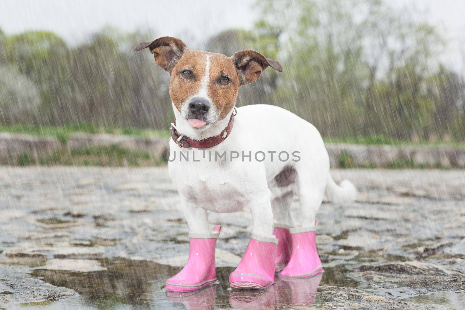 dog in the rain  by Brosch