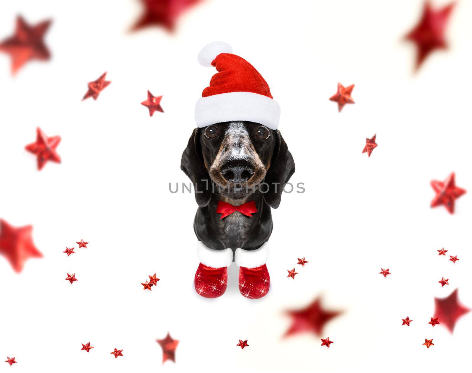 christmas santa claus dachshund sausage dog as a holiday season surprise  with red hat , isolated on white background with stars falling