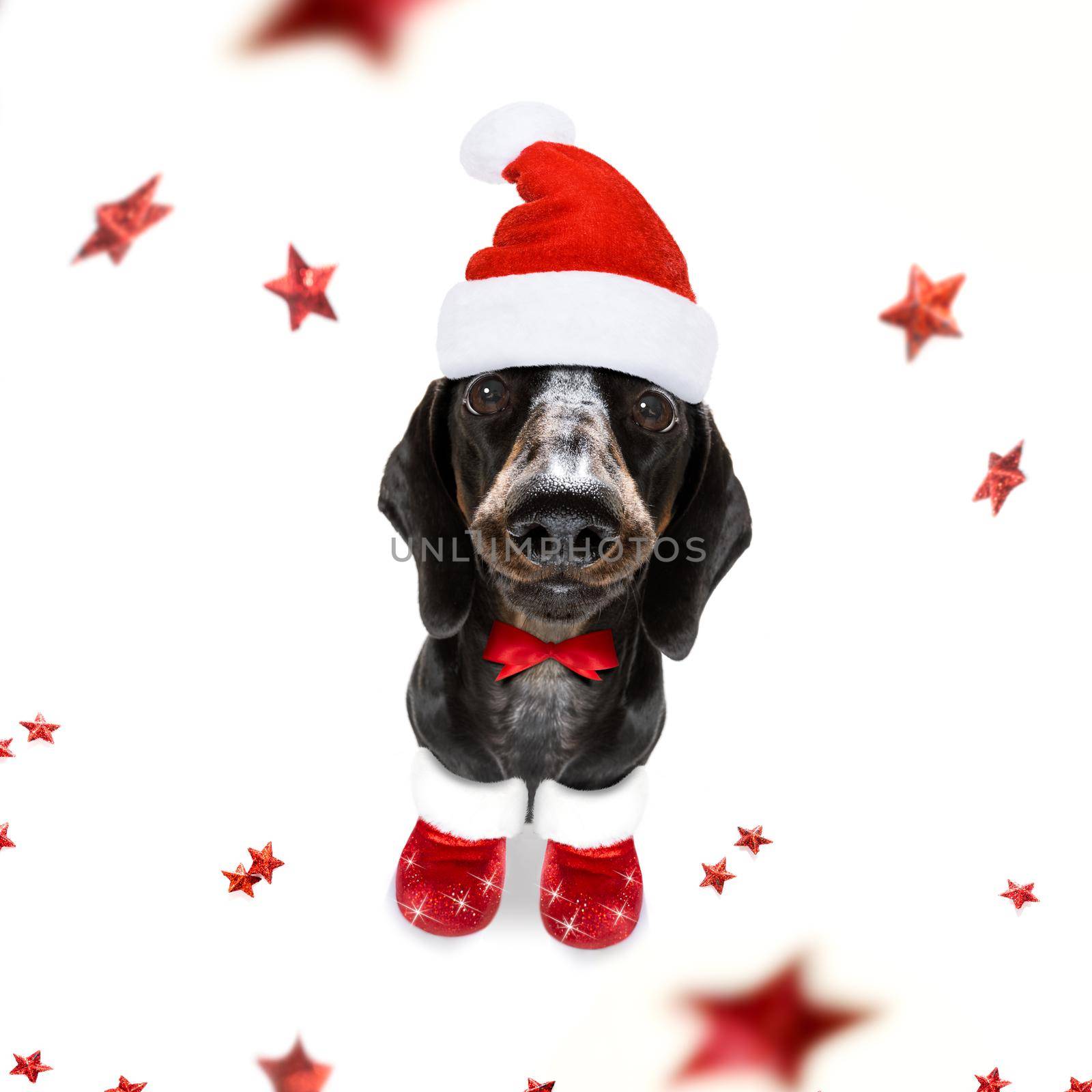 christmas santa claus dachshund sausage dog as a holiday season surprise  with red hat , isolated on white background with stars falling