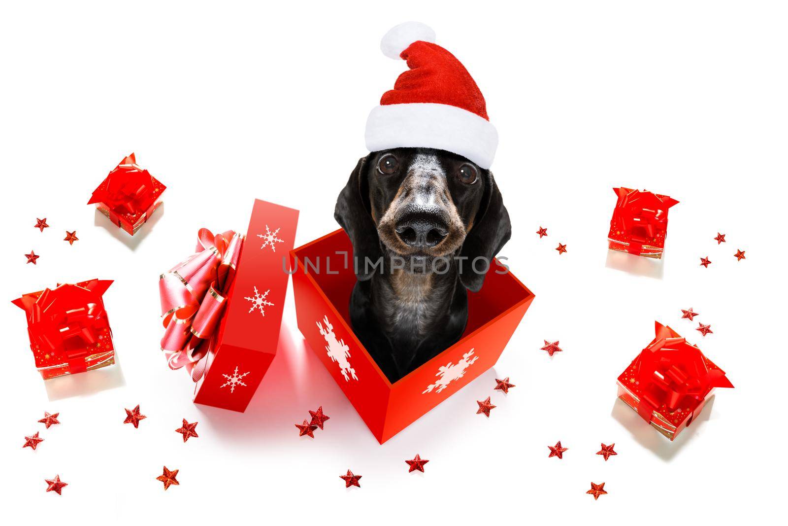 christmas santa claus dog  by Brosch