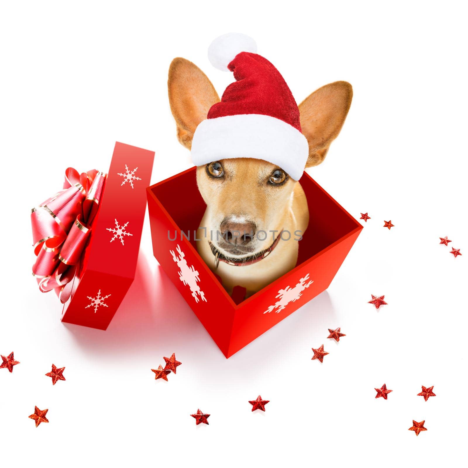 christmas santa claus chihuahua dog as a holiday season surprise out of a gift or present box  with red hat , isolated on white background with stars falling