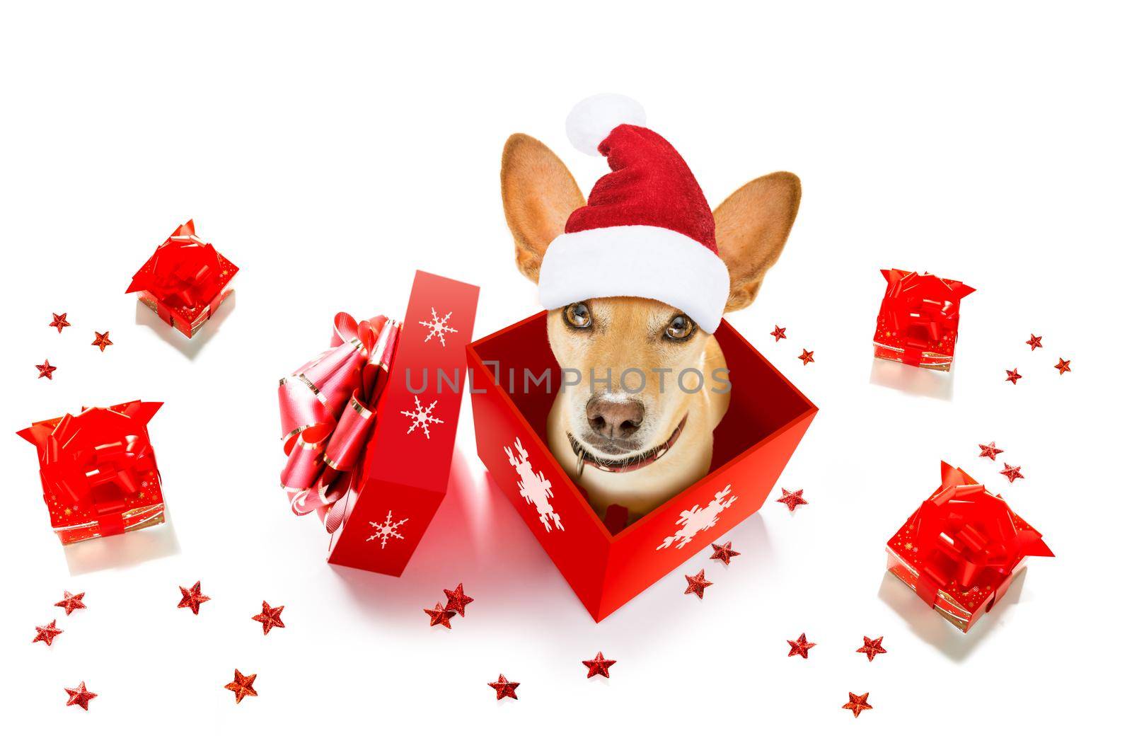 christmas santa claus chihuahua dog as a holiday season surprise out of a gift or present box  with red hat , isolated on white background with stars falling