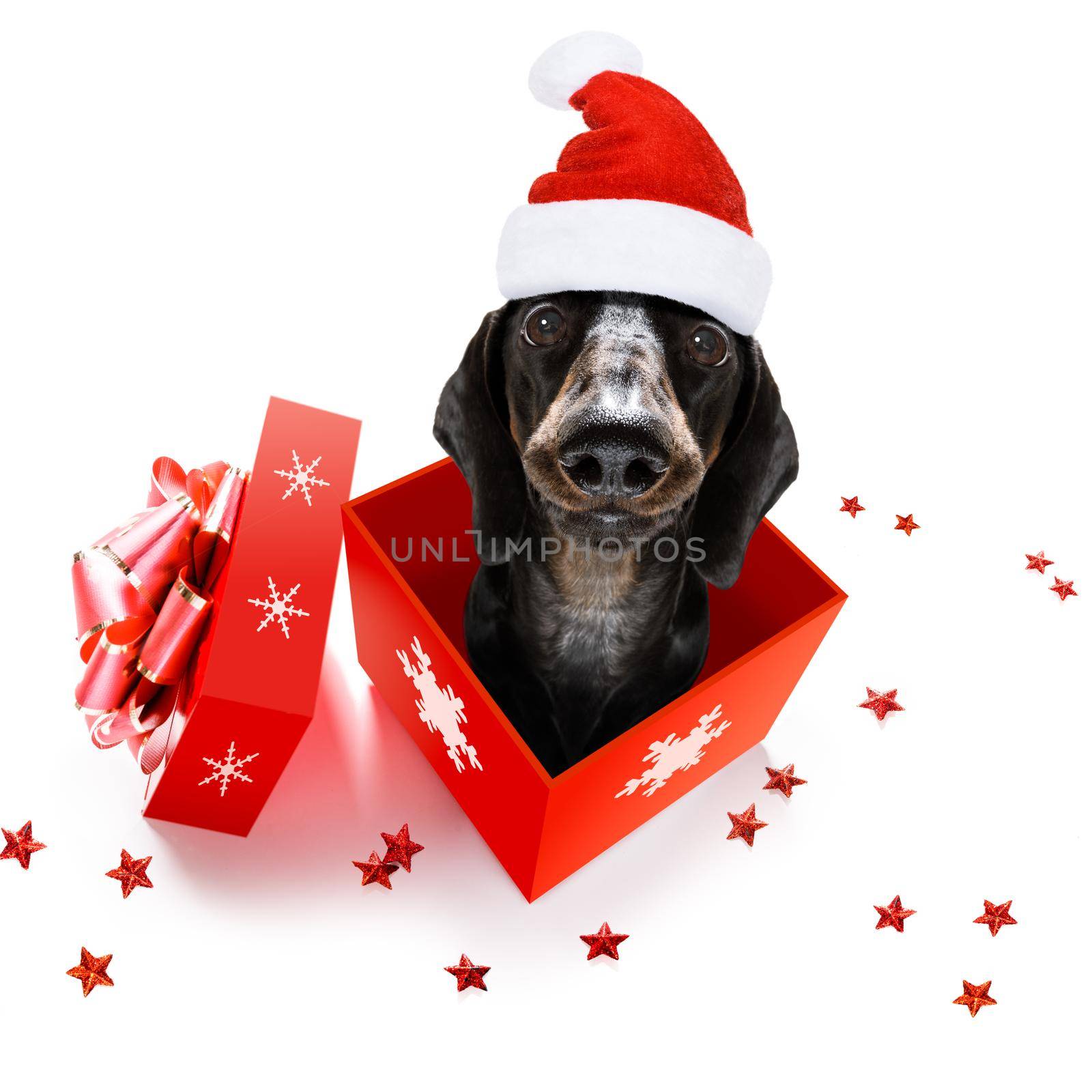 christmas santa claus dachshund sausage dog as a holiday season surprise out of a gift or present box  with red hat , isolated on white background with stars falling