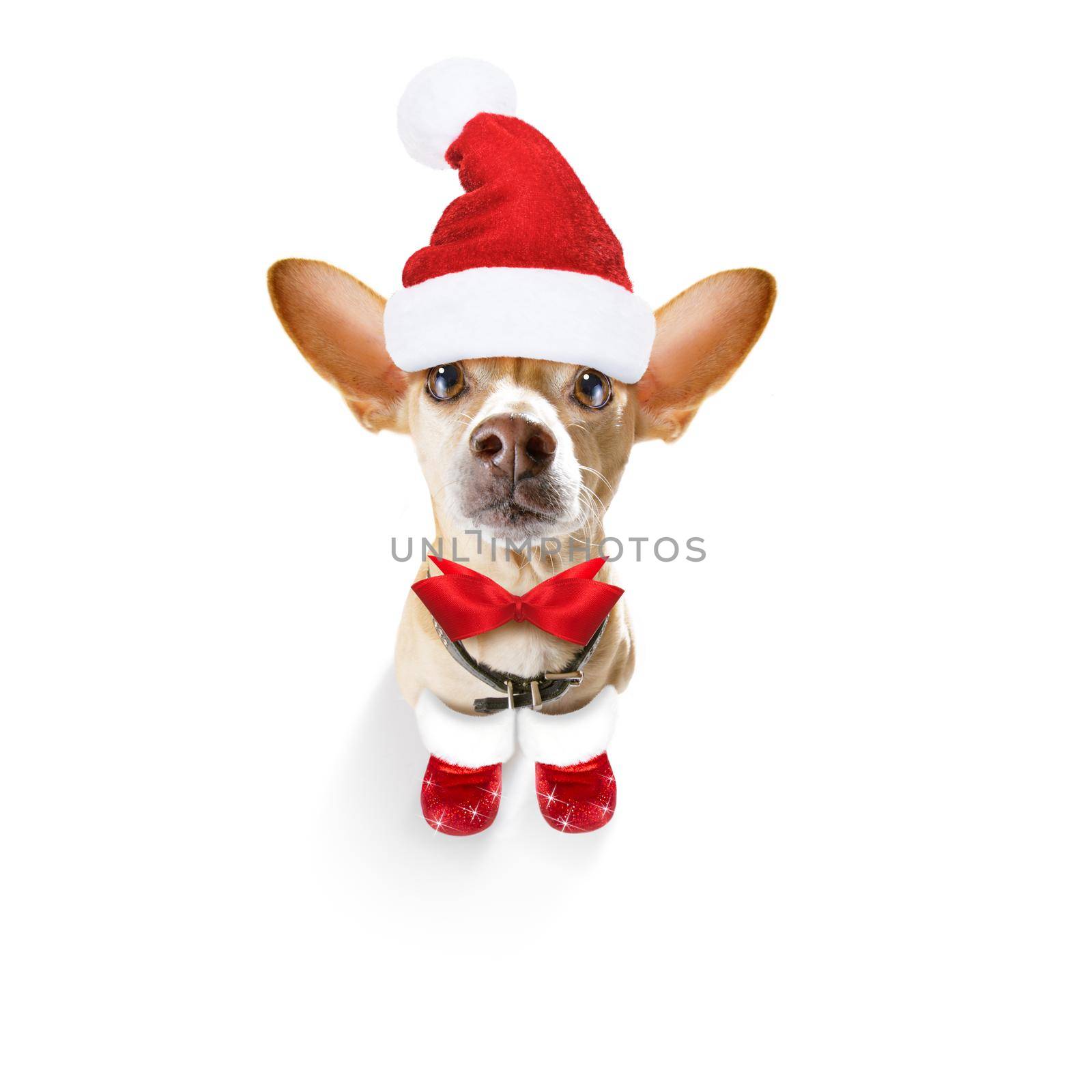 christmas santa claus chihuahua dog as a holiday season surprise  with red hat , isolated on white background