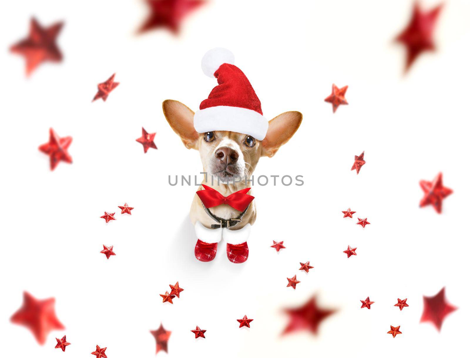 christmas santa claus chihuahua dog as a holiday season surprise  with red hat , isolated on white background with stars falling