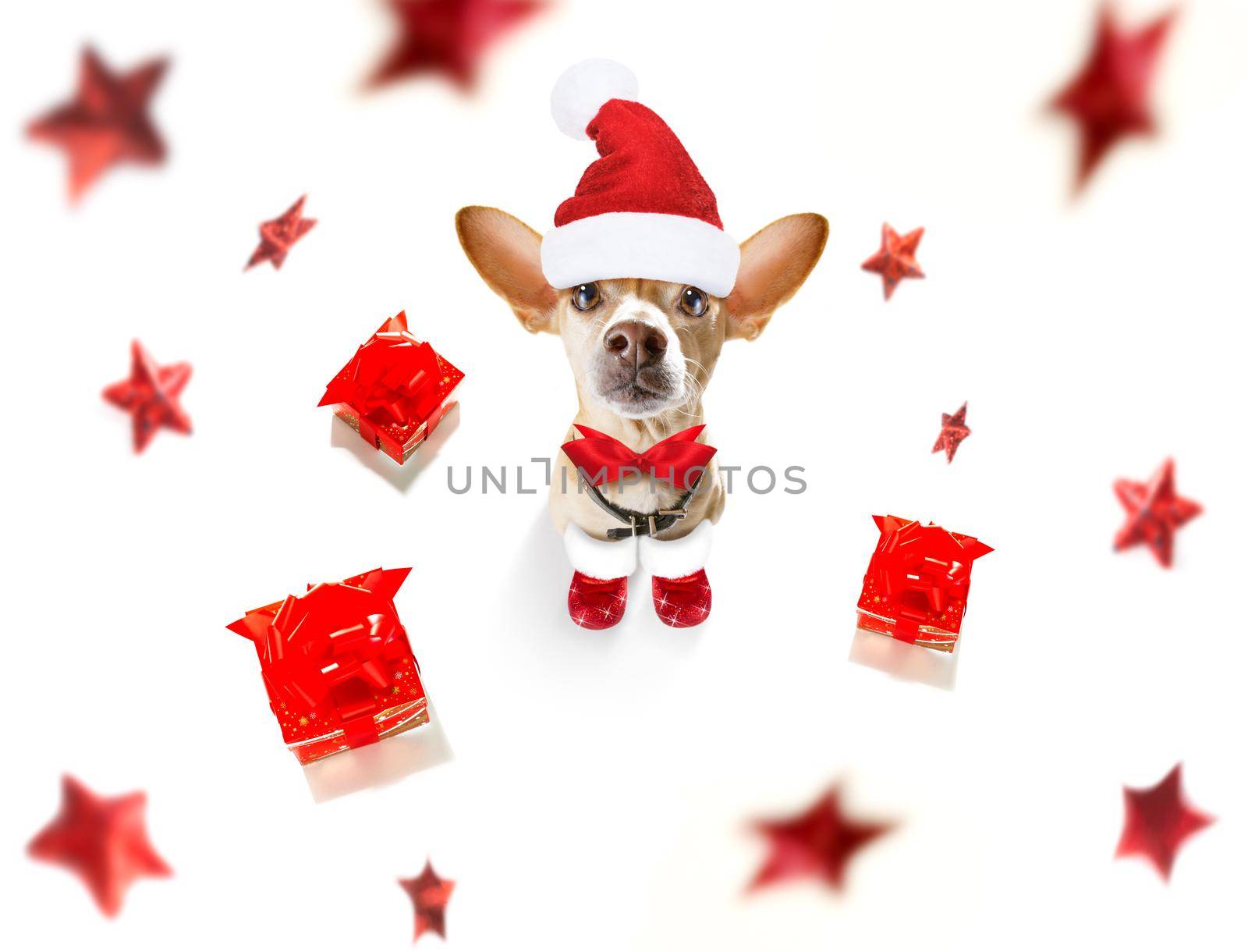 christmas santa claus chihuahua dog as a holiday season surprise  with red hat , isolated on white background with stars falling