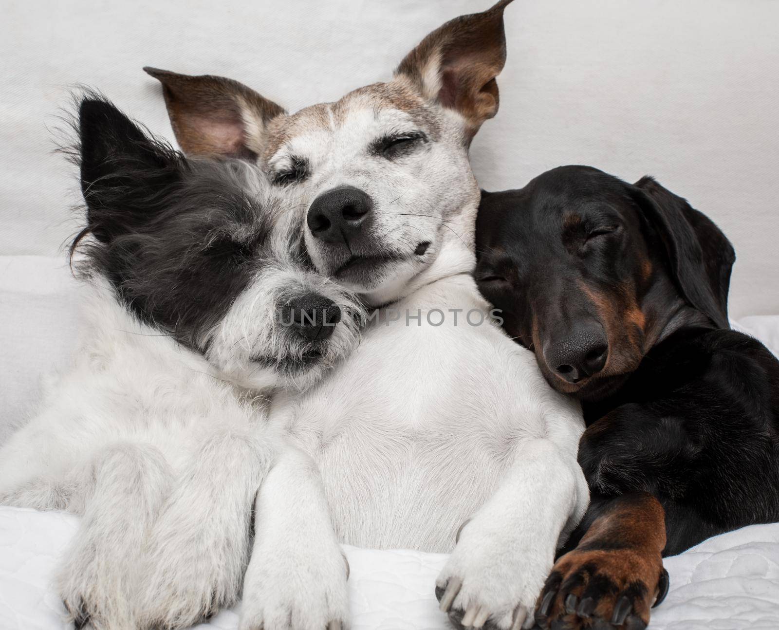 couple of dogs in love sleeping together under the blanket in bed , warm and cozy and cuddly