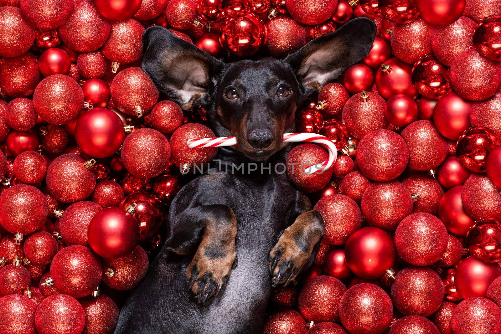 dachsund sausage dog  as santa claus  for christmas holidays resting on a xmas balls baubles as background with candy cane stick