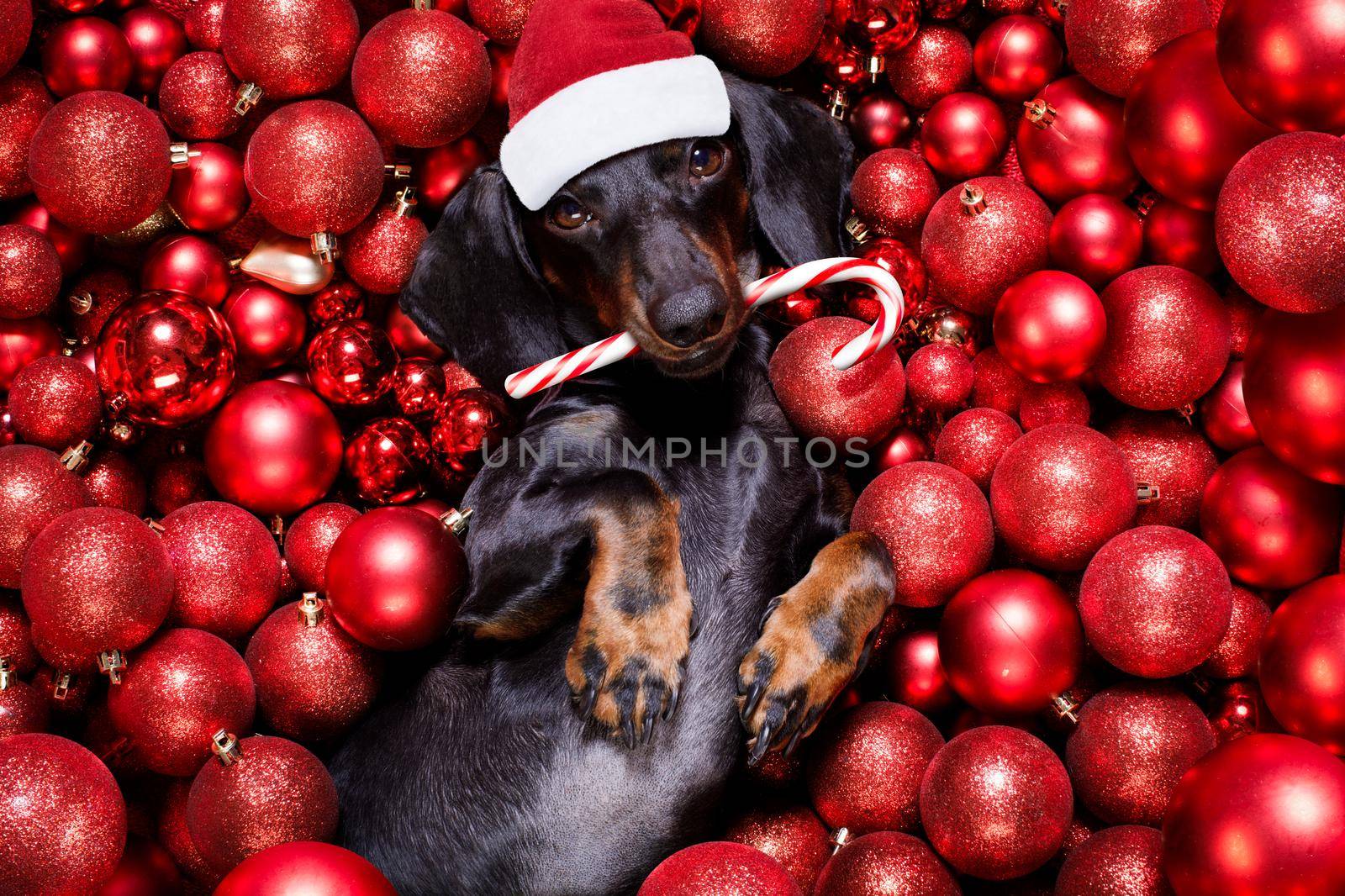 dachsund sausage dog  as santa claus  for christmas holidays resting on a xmas balls baubles as background with candy cane stick