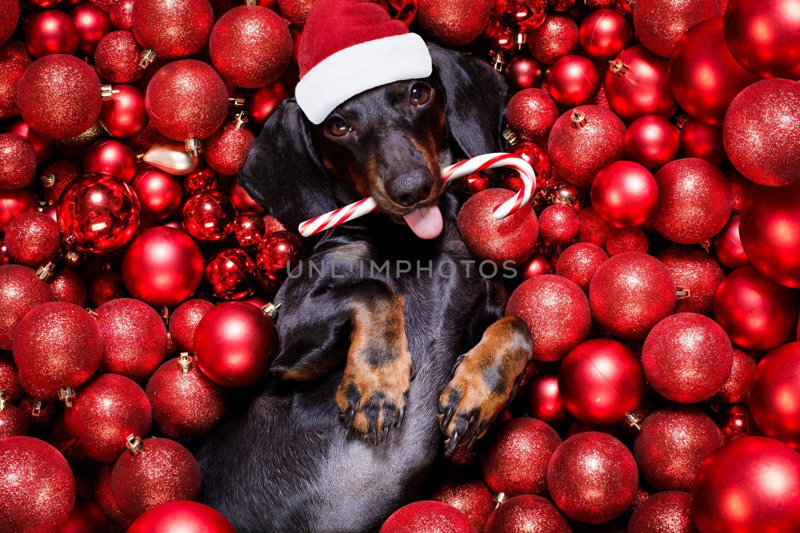 dachsund sausage dog  as santa claus  for christmas holidays resting on a xmas balls baubles as background with candy cane stick