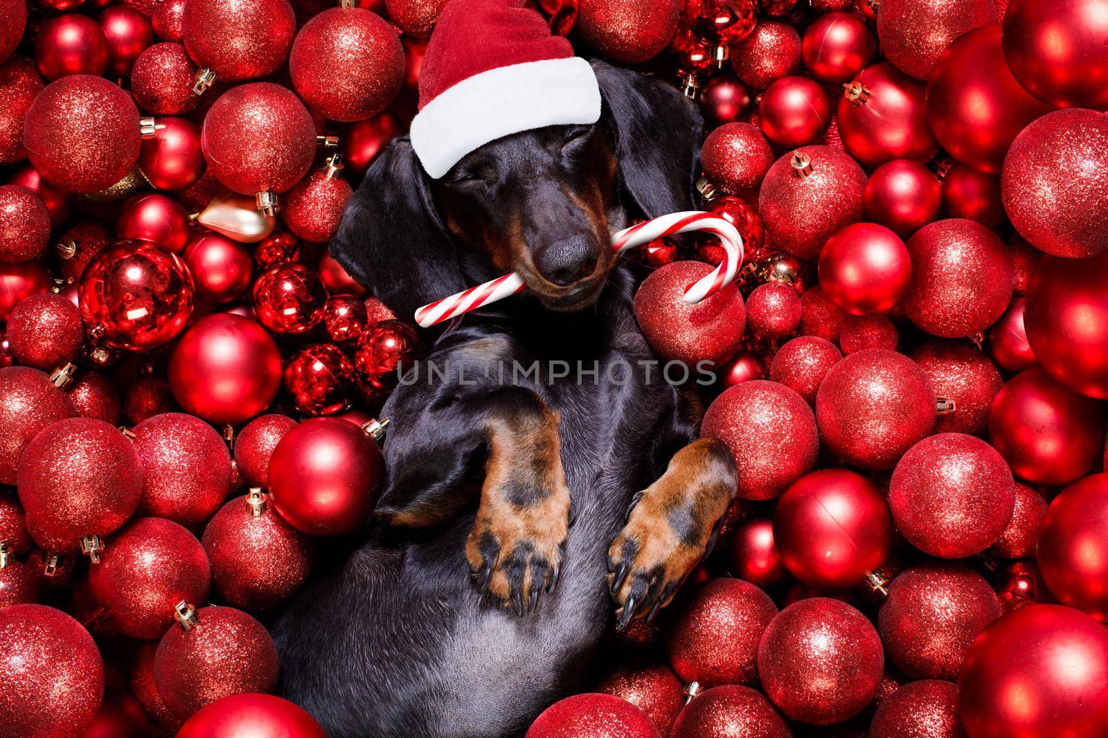 dachsund sausage dog  as santa claus  for christmas holidays resting on a xmas balls baubles as background with candy cane stick