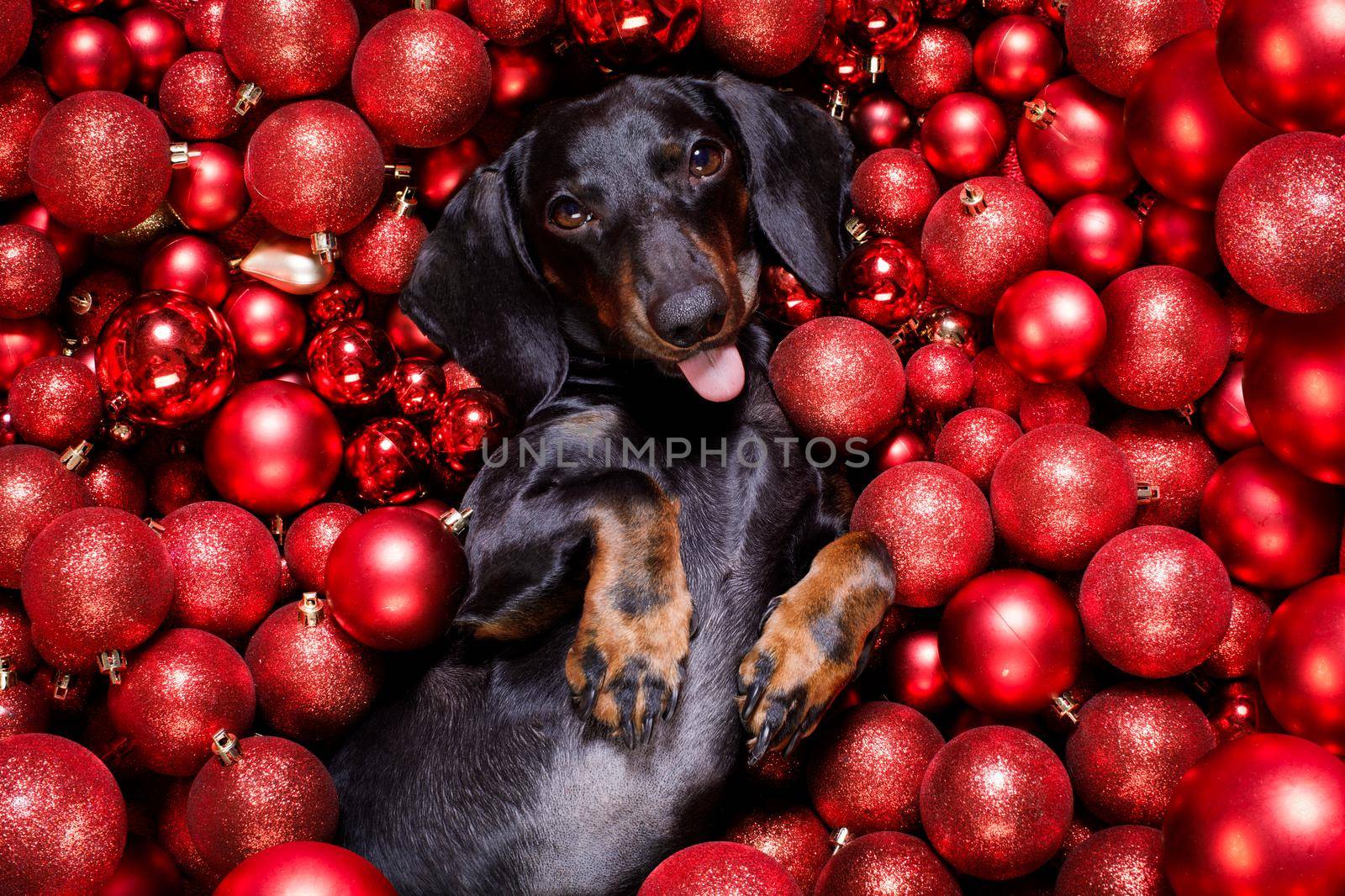 dachsund sausage dog  as santa claus  for christmas holidays resting on a xmas balls baubles as background
