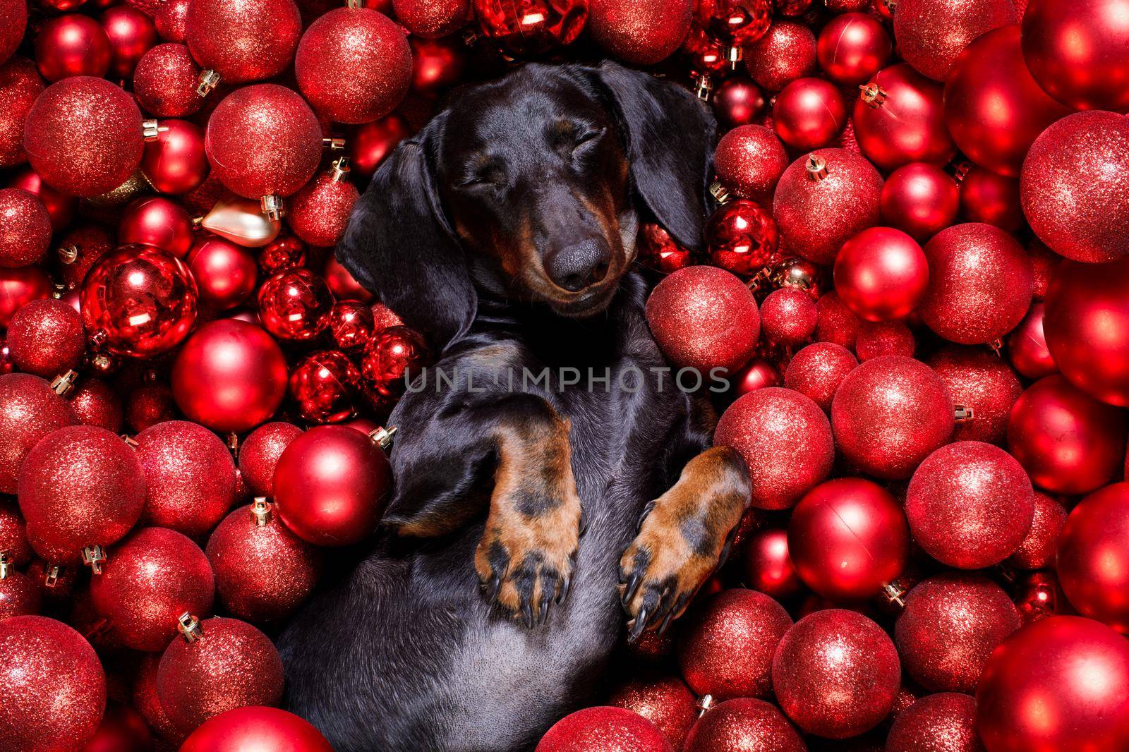 dachsund sausage dog  as santa claus  for christmas holidays resting on a xmas balls baubles as background