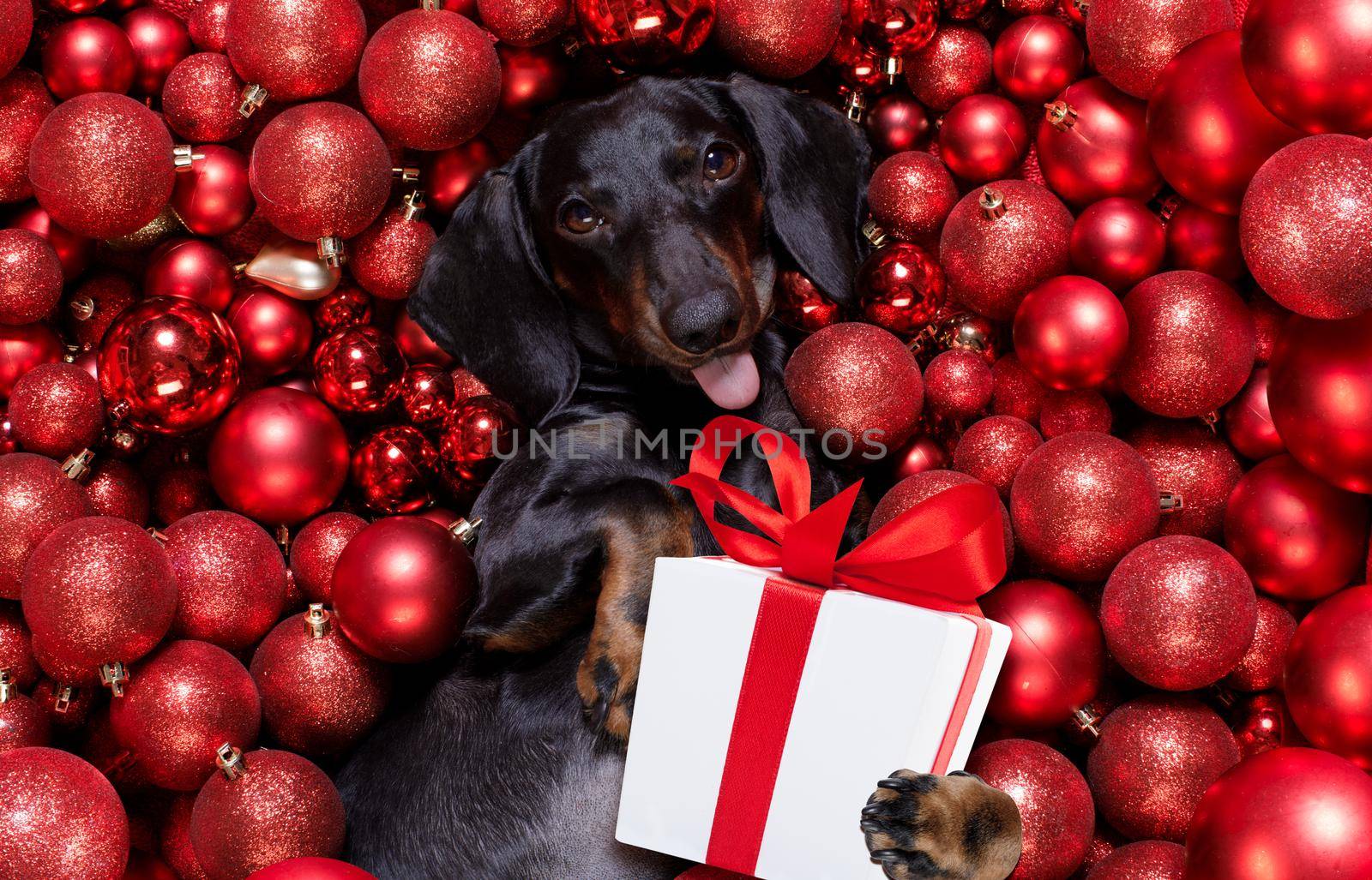 dachsund sausage dog  as santa claus  for christmas holidays resting on a xmas balls baubles as background holding a  present gift or banner blackboard poster