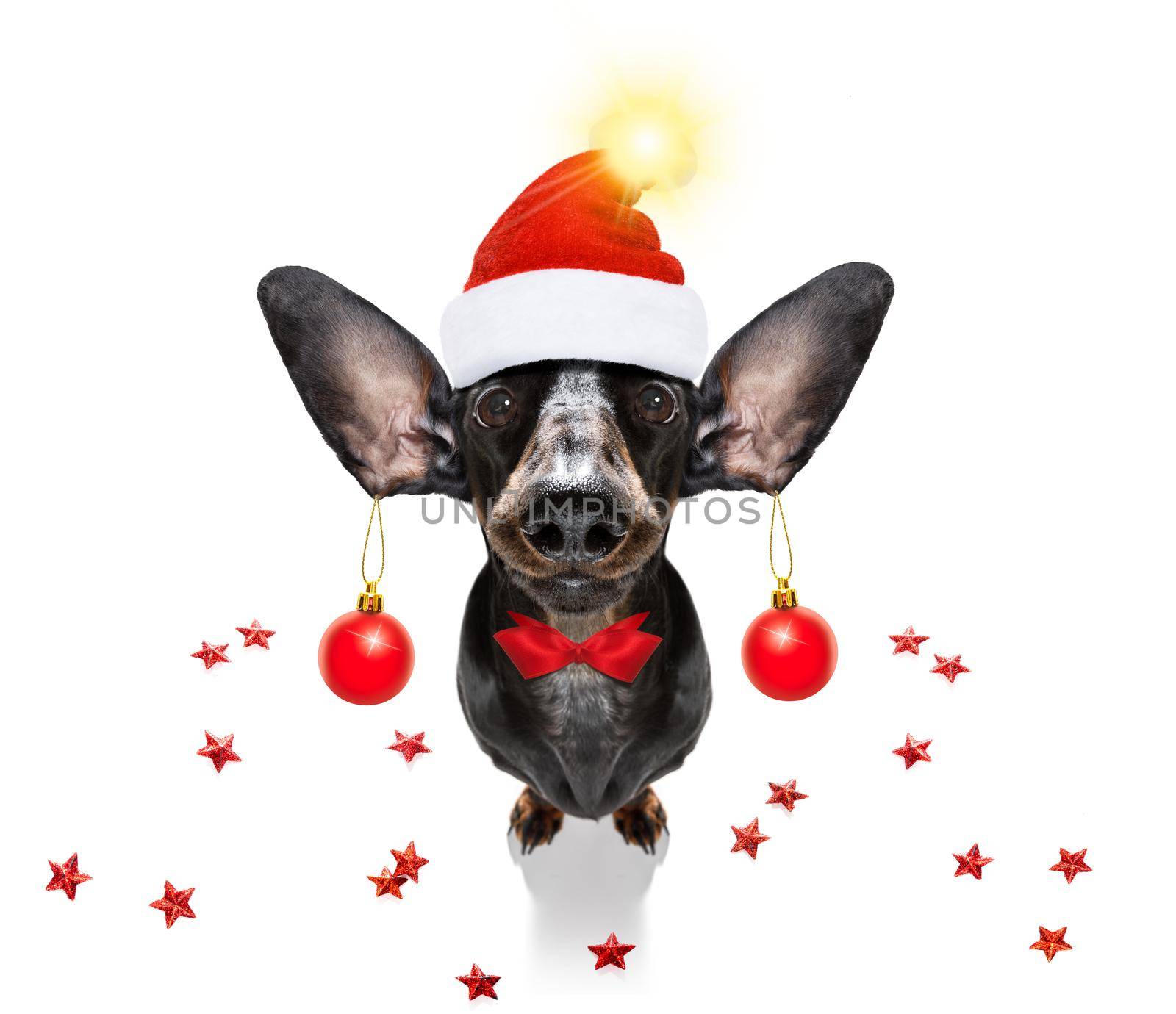 dachsund sausage dog  as santa claus  for christmas holidays resting on a xmas balls baubles hanging from ears