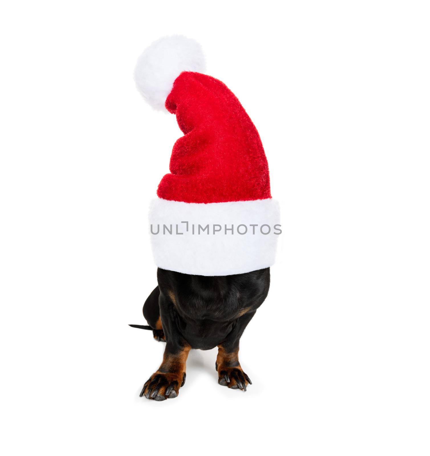 christmas santa claus dachshund sausage dog as a holiday season surprise out of a gift or present box  with red hat , isolated on white