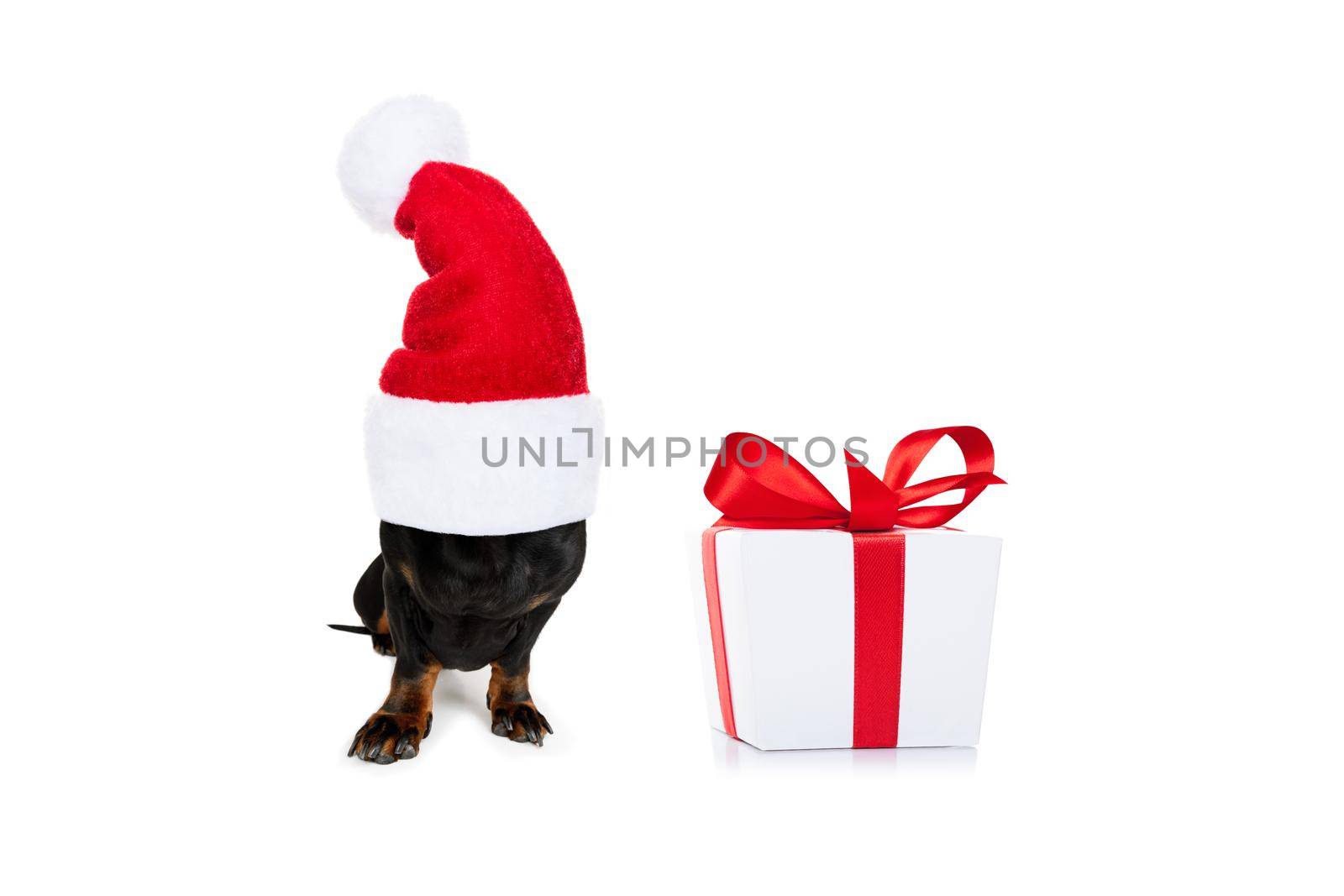 christmas santa claus dachshund sausage dog as a holiday season surprise out of a gift or present box  with red hat , isolated on white