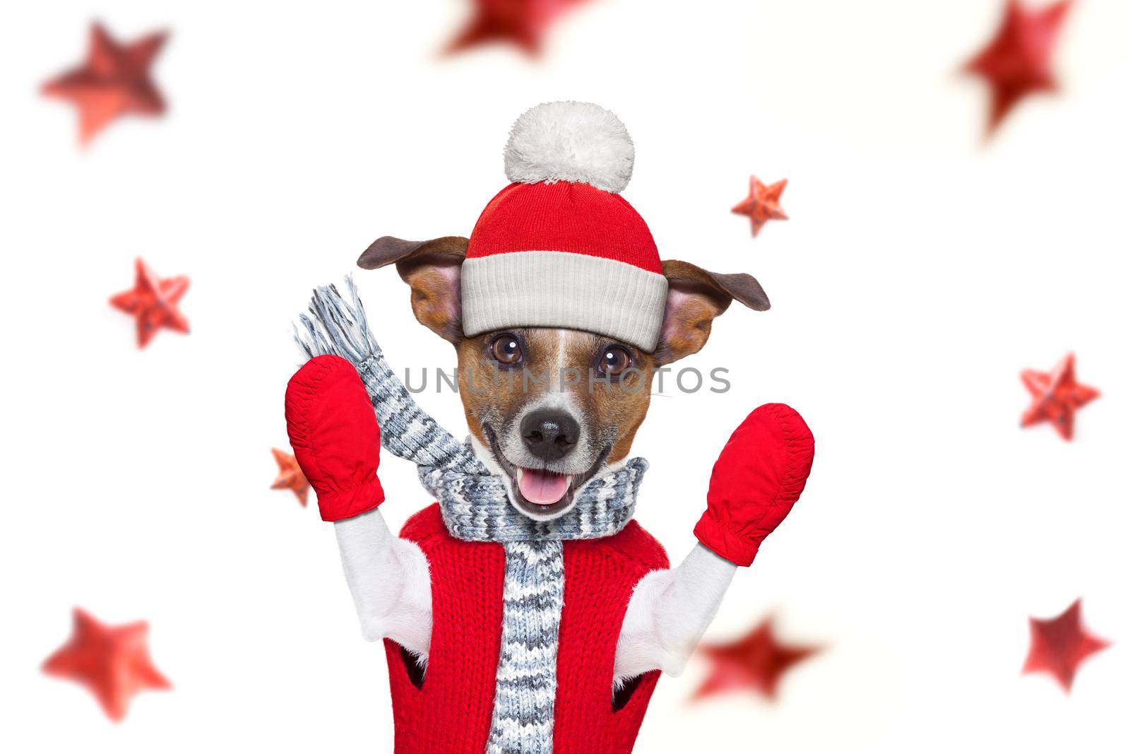 christmas santa claus jack russel dog as a holiday season  with red hat , isolated on white background with stars falling