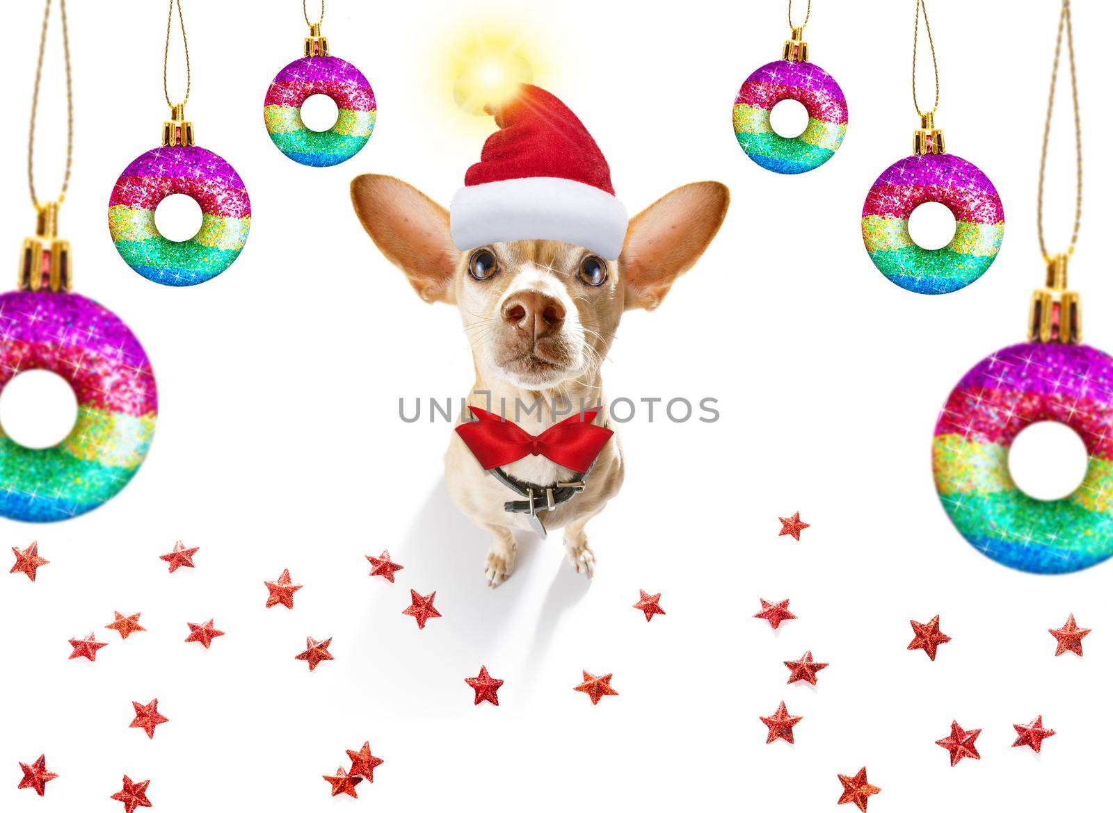gay lgbt chihuahua  dog  as santa claus  for christmas holidays resting on a xmas balls baubles hanging