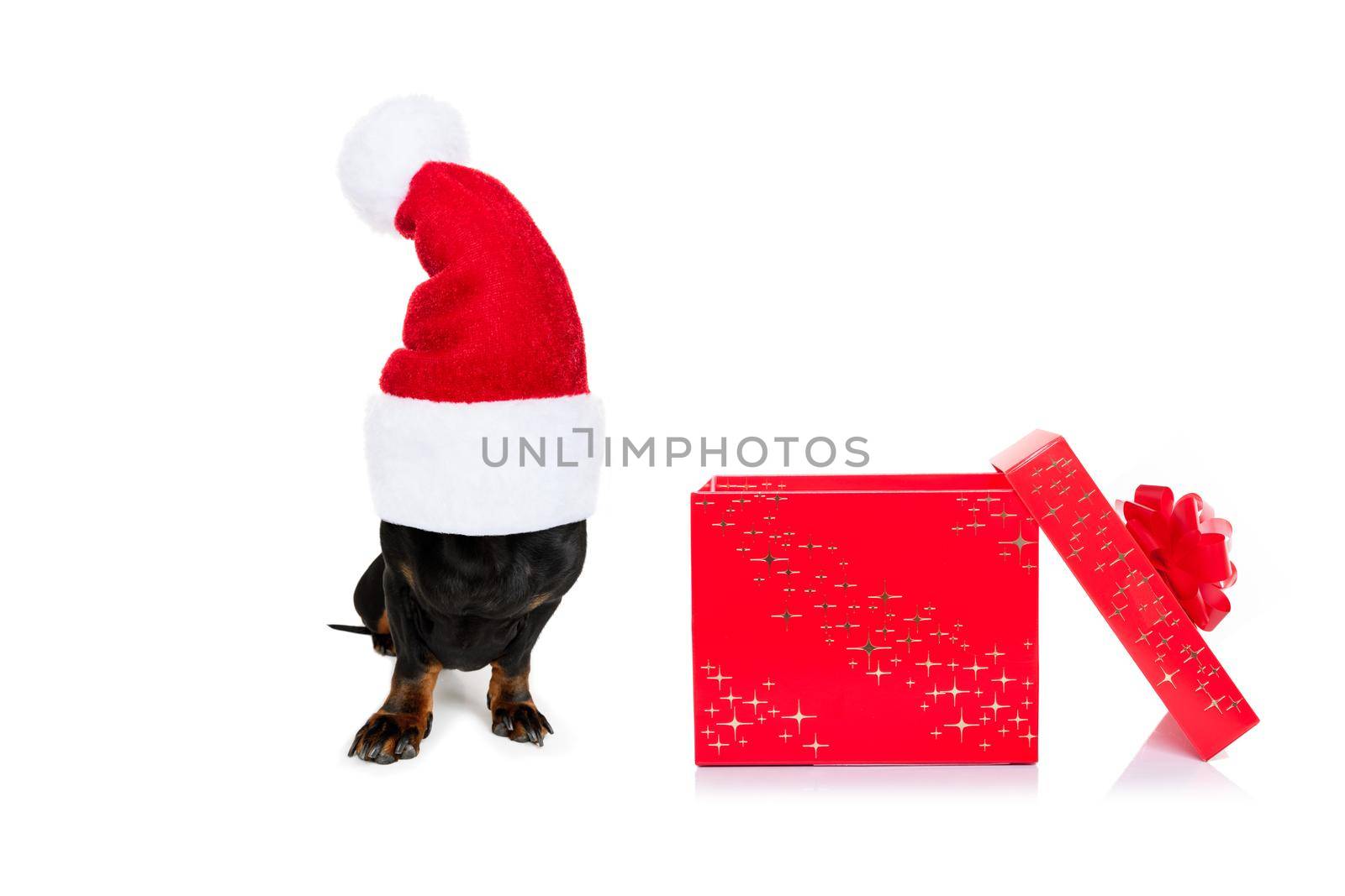 christmas santa claus dachshund sausage dog as a holiday season surprise out of a gift or present box  with red hat , isolated on white