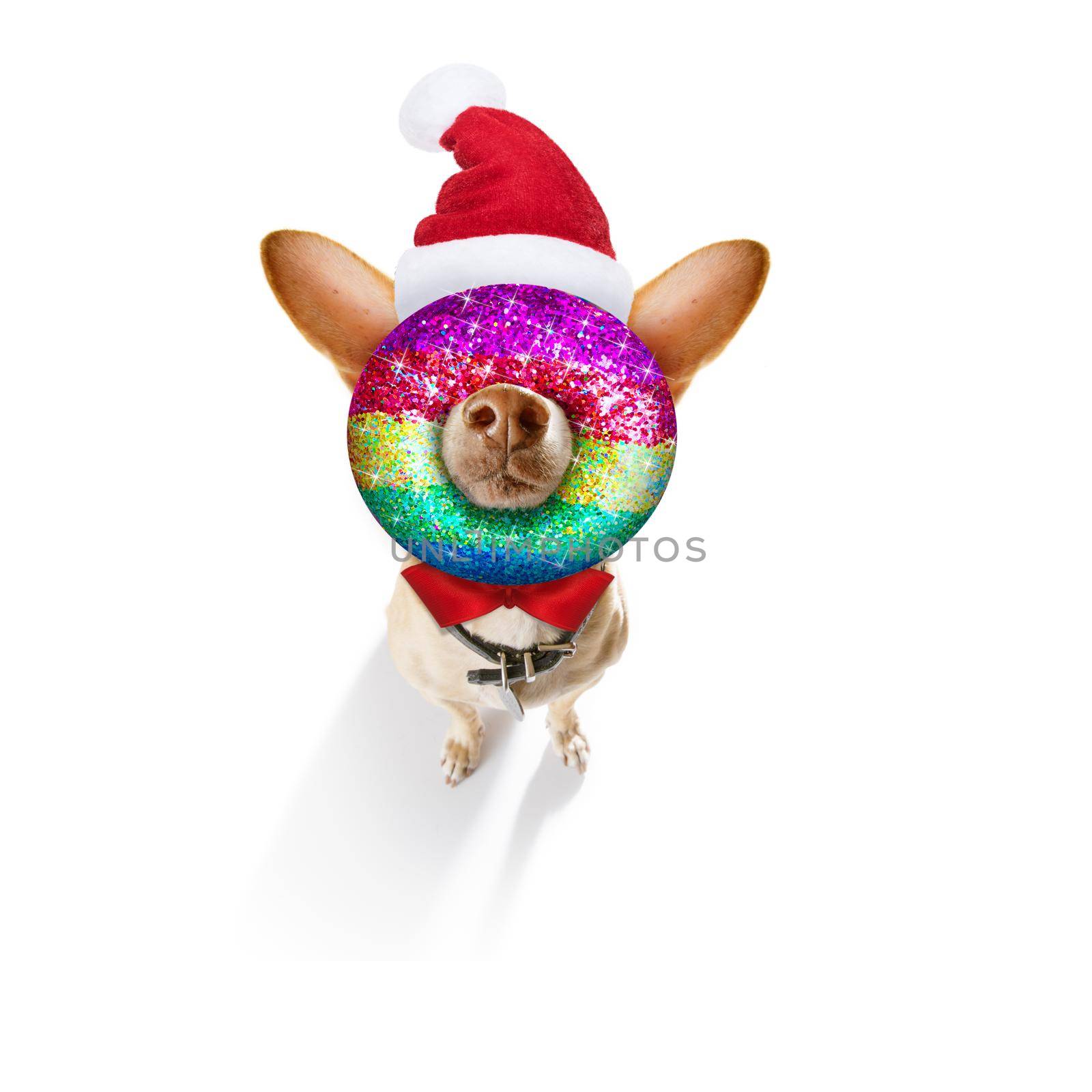 gay lgbt chihuahua dog  as santa claus  for christmas holidays bauble in mouth