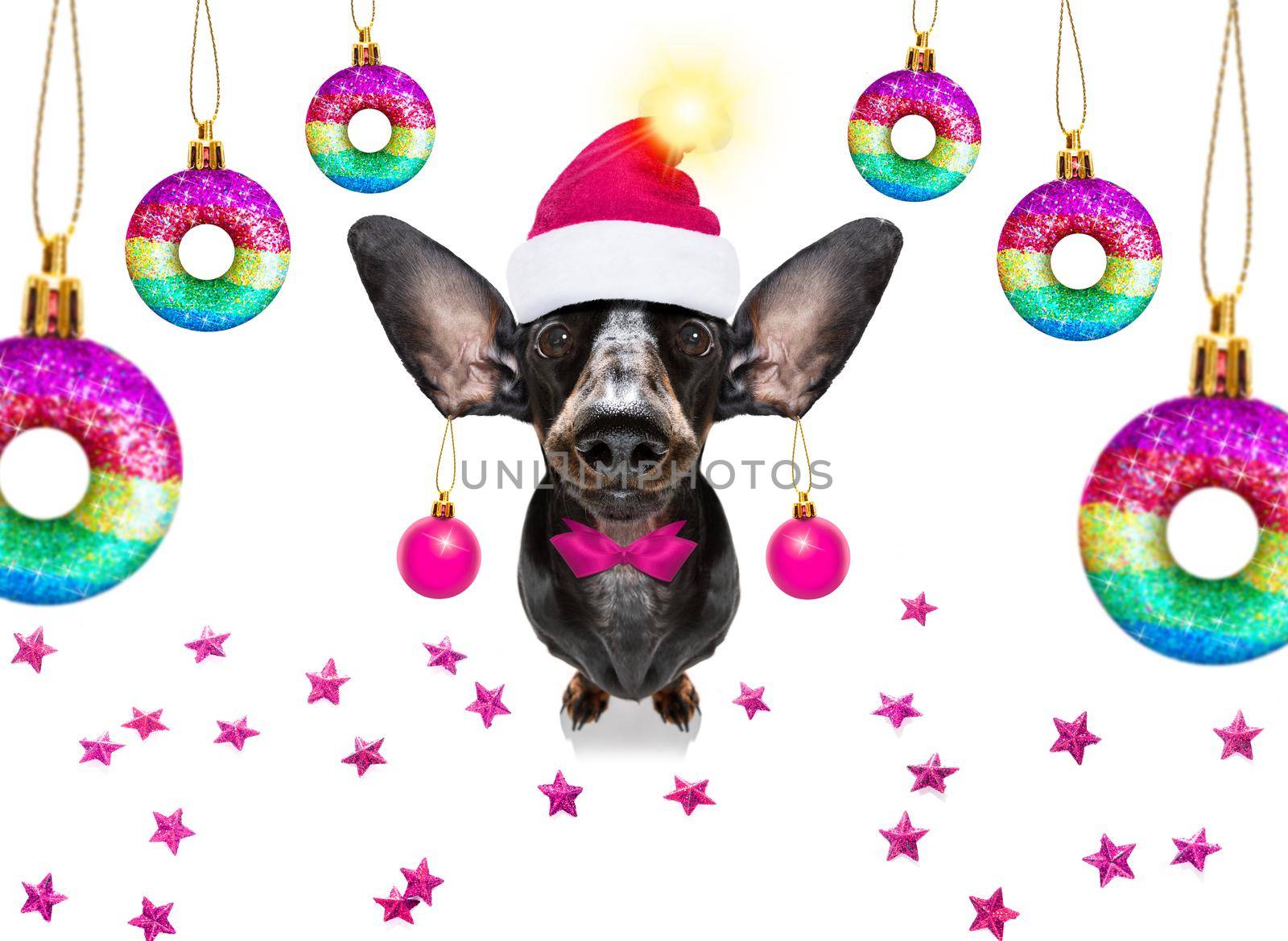 gay lgbt dachshund dog  as santa claus  for christmas holidays  balls baubles hanging
