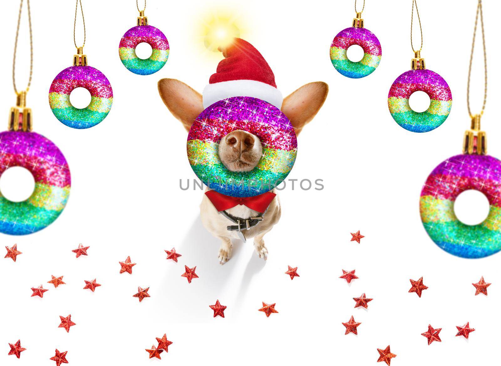 christmas santa claus dog and xmas balls or baubles hanging by Brosch
