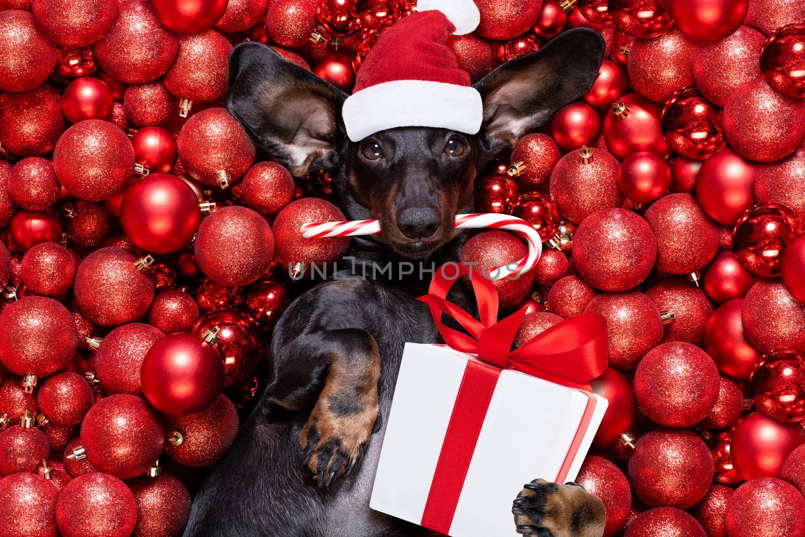 christmas santa claus dog and xmas balls or baubles as background by Brosch