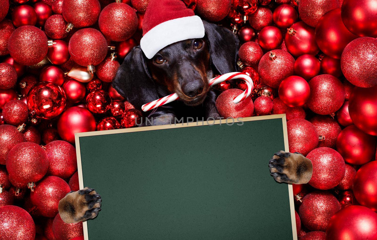 dachsund sausage dog  as santa claus  for christmas holidays resting on a xmas balls baubles as background holding a  present gift or banner blackboard poster