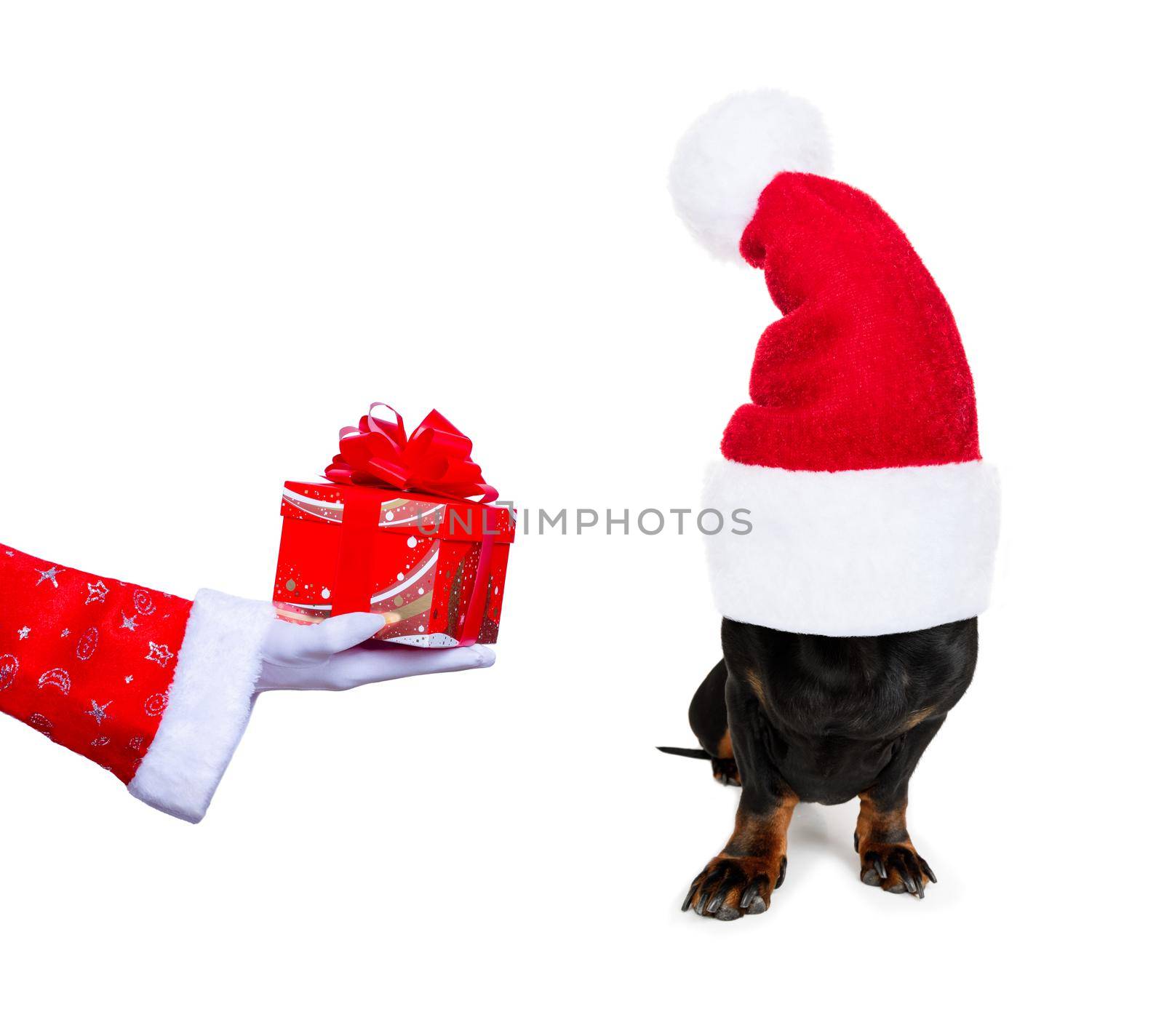 christmas santa claus dachshund sausage dog as a holiday season surprise out of a gift or present box  with red hat , isolated on white background with stars falling and noel hand