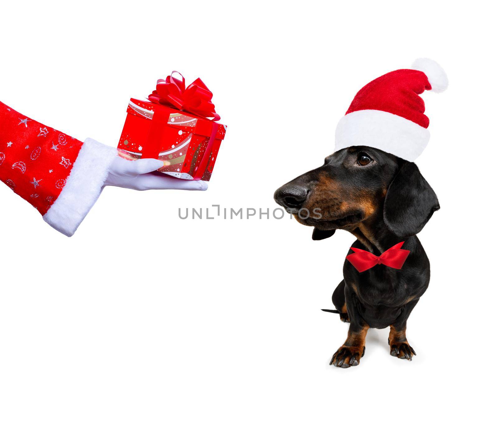 christmas santa claus dachshund sausage dog as a holiday season surprise out of a gift or present box  with red hat , isolated on white background with stars falling and noel hand