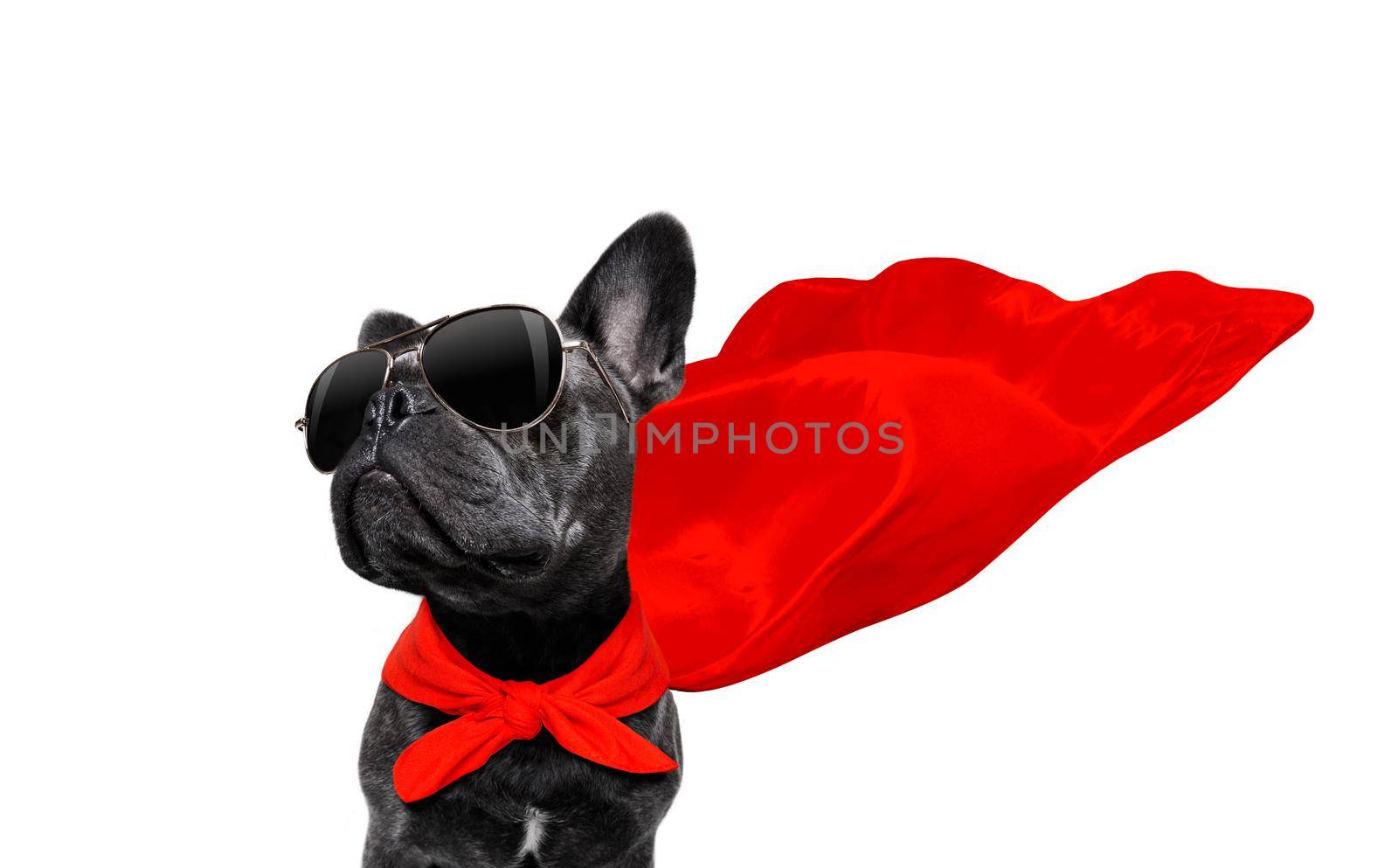 christmas santa claus french bulldog dog as a holiday season surprise out of a gift or present box  with red hat , isolated on white background with stars falling and noel hand